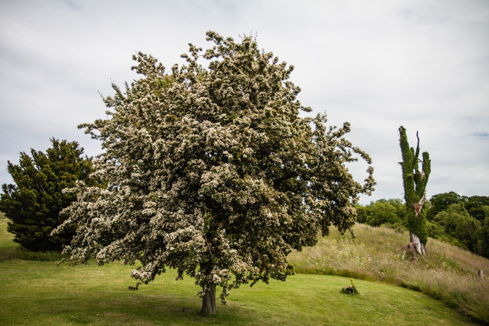 Canon EOS 50D sample photo. Tree, nature, landscapes photography