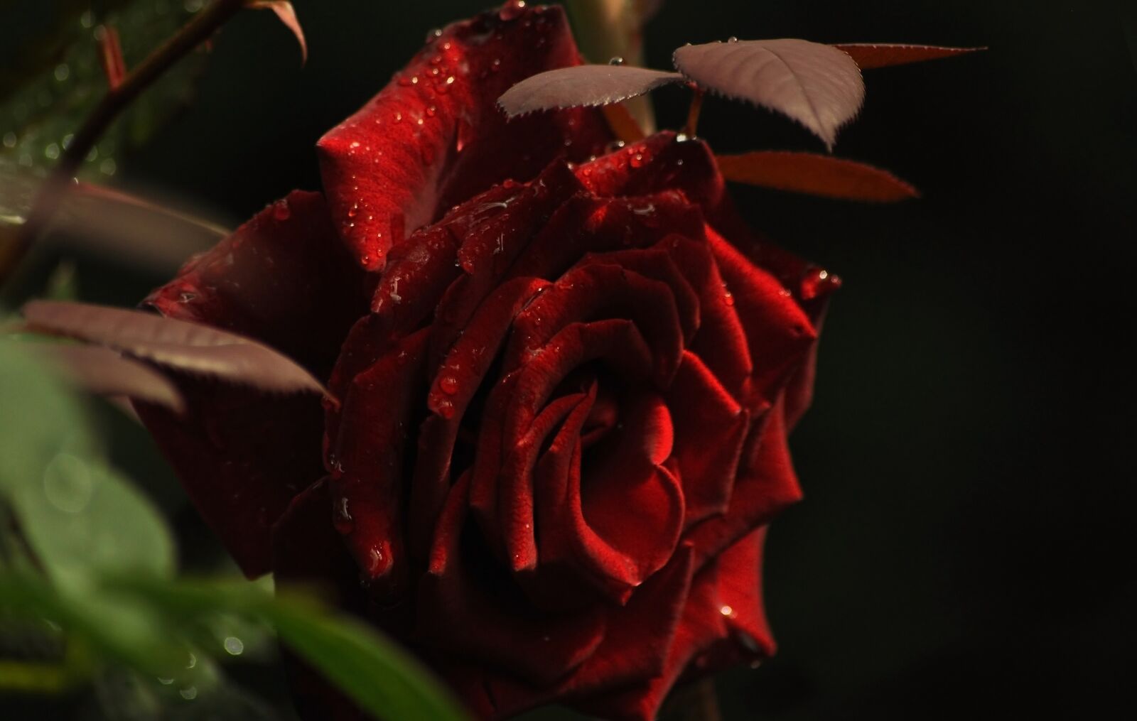 Nikon D90 sample photo. Rose, red, rosa photography
