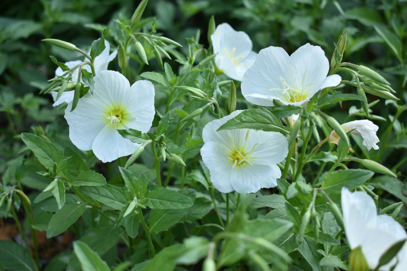 Nikon D3400 sample photo. Small white flowers, flowers photography