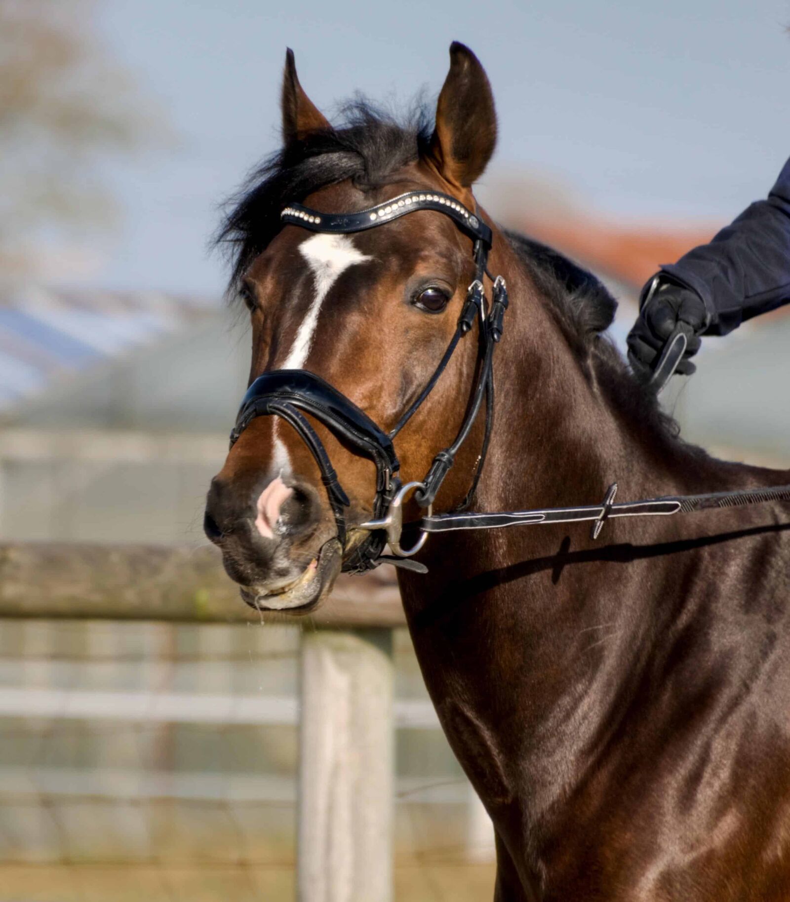 Nikon D300 sample photo. Portrait, animal, horse, outdoor photography