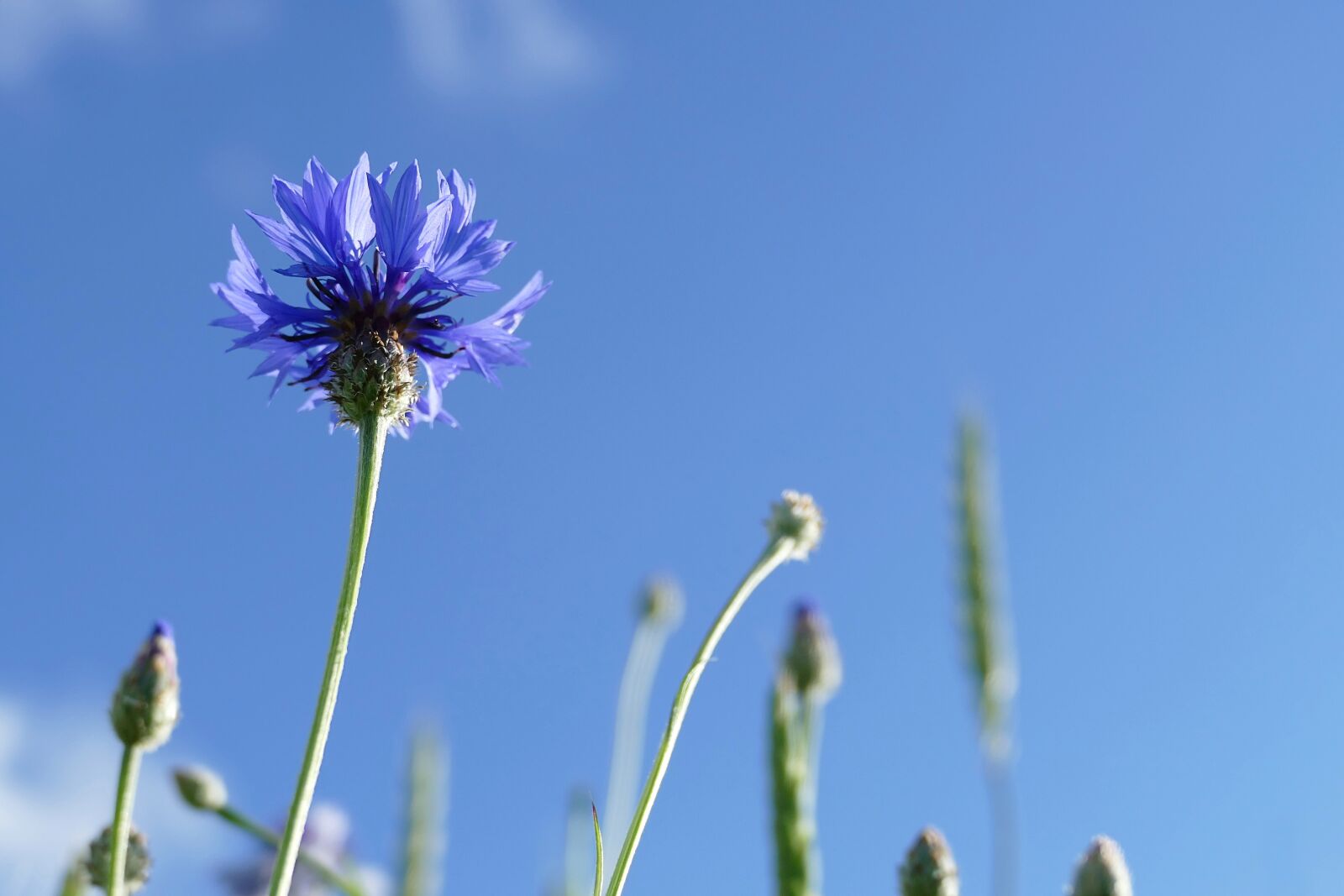 Panasonic Lumix DMC-FZ1000 sample photo. Cornflower, cyanus segetum, centaurea photography