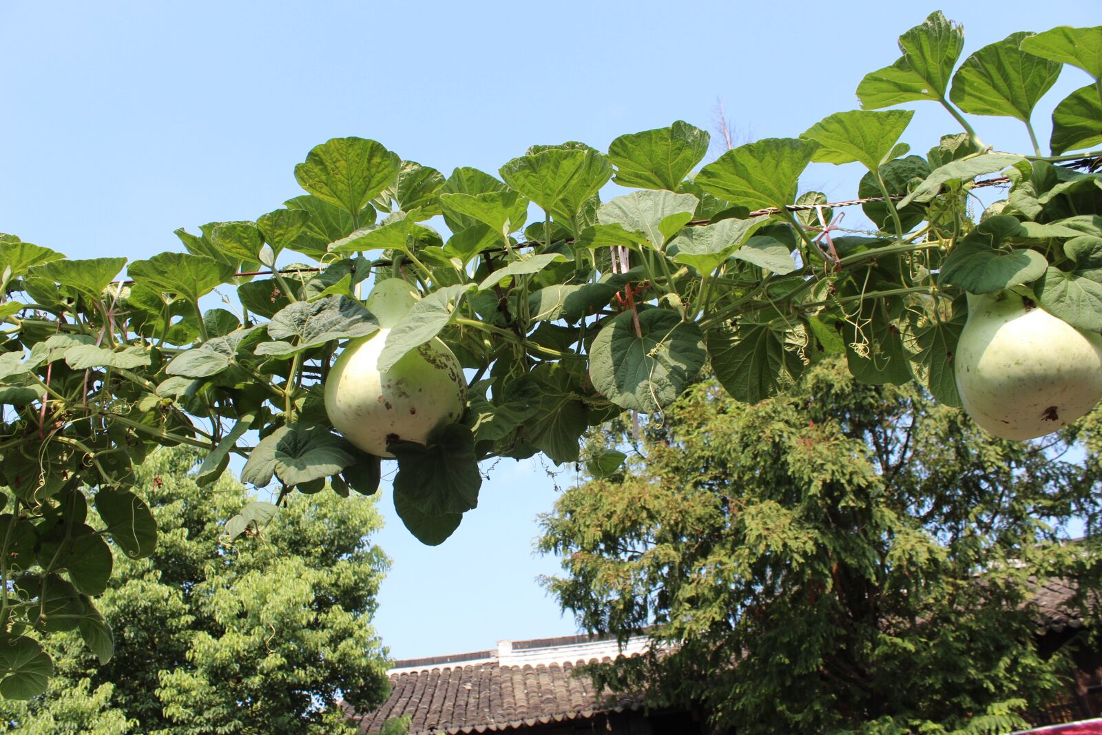 Canon EOS 650D (EOS Rebel T4i / EOS Kiss X6i) sample photo. Zhujiajiao, the ancient town photography
