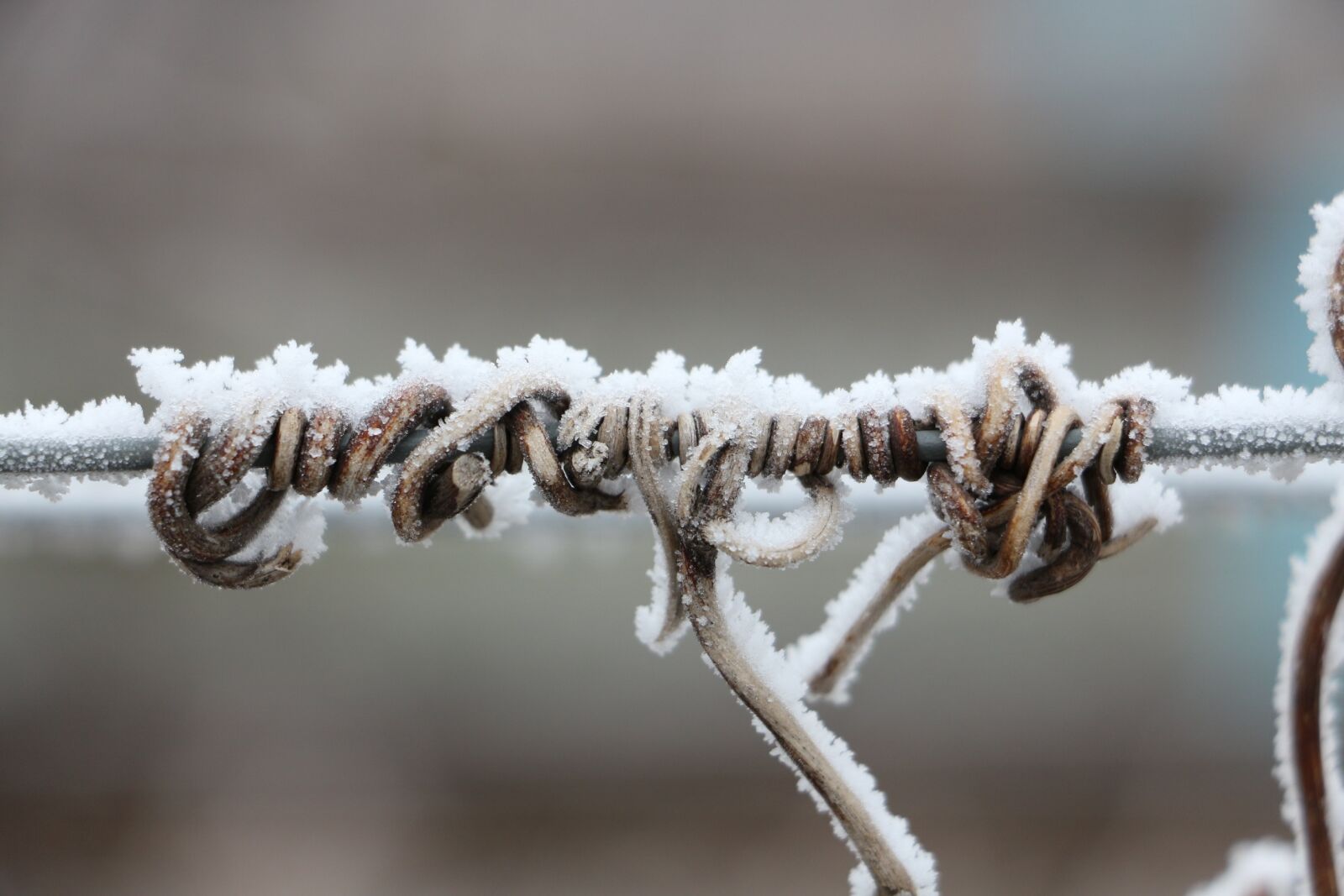 Canon EOS 650D (EOS Rebel T4i / EOS Kiss X6i) sample photo. Ice age, frost, cold photography