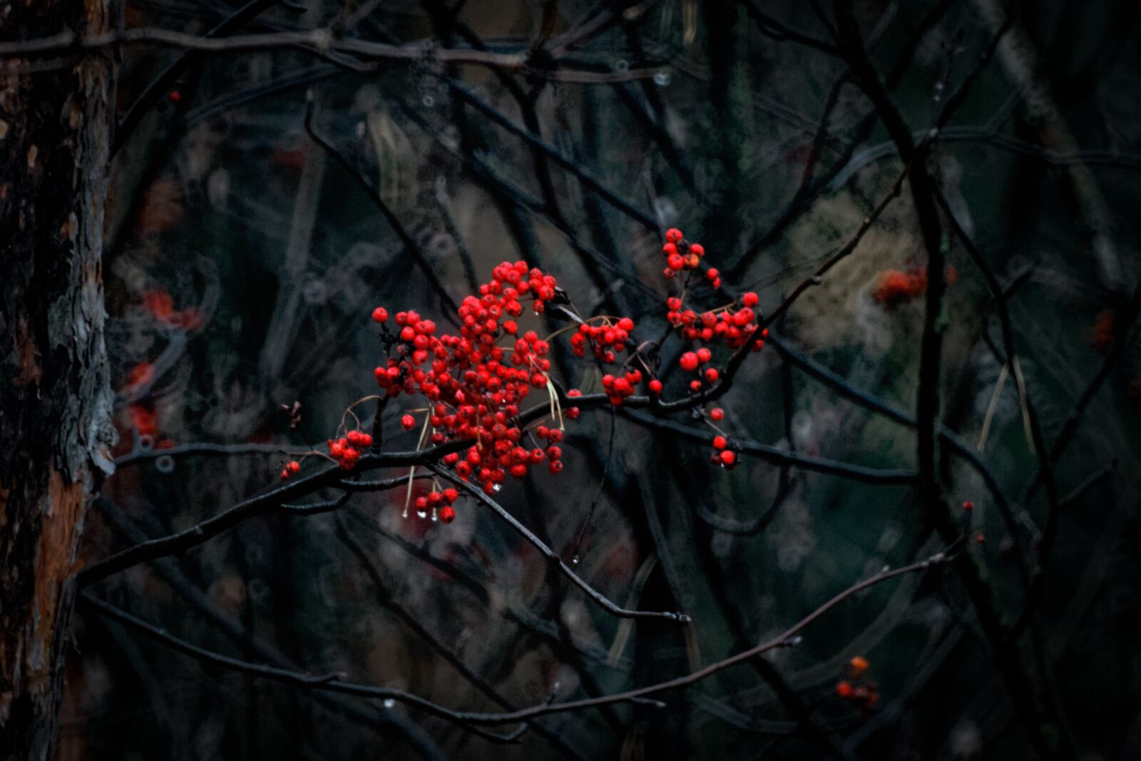 Canon EOS 500D (EOS Rebel T1i / EOS Kiss X3) sample photo. Autumn, forest, trees photography
