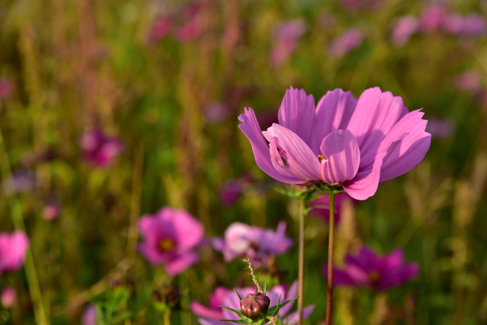Nikon D750 sample photo. Meadow, flower meadow, blossom photography