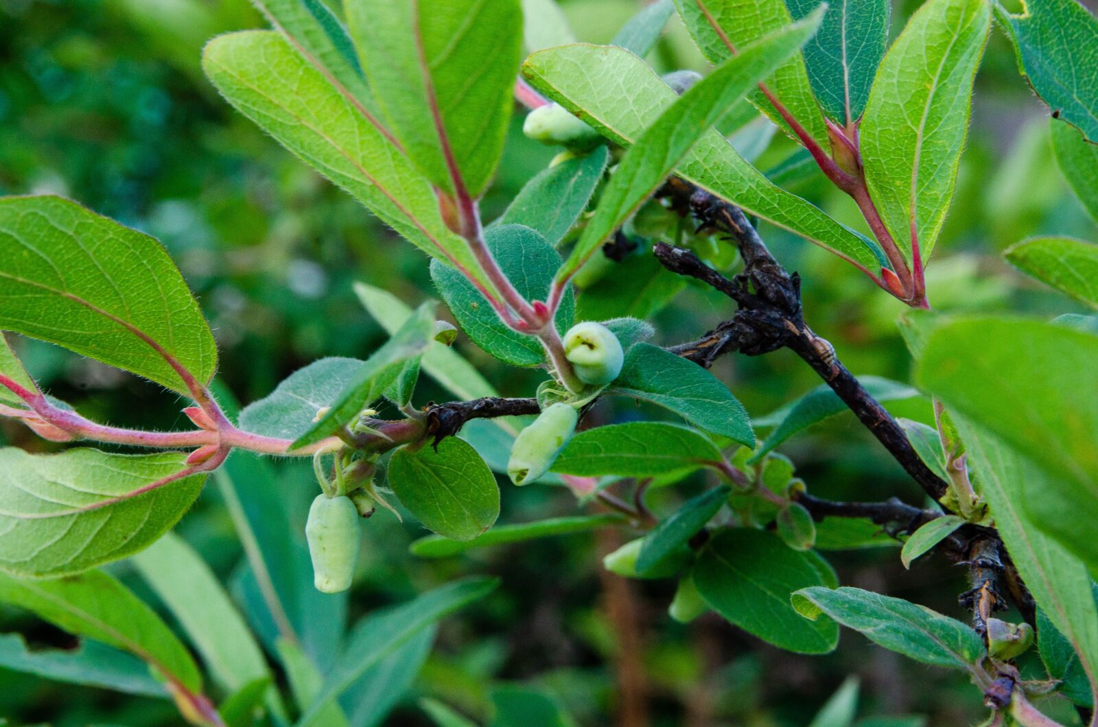 Nikon D7000 sample photo. Honeysuckle, berry, leaves photography