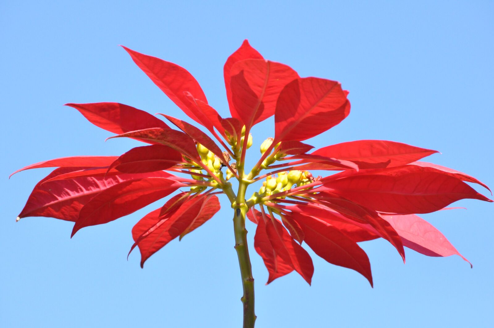 Nikon D90 sample photo. Nature, leaf, flower photography