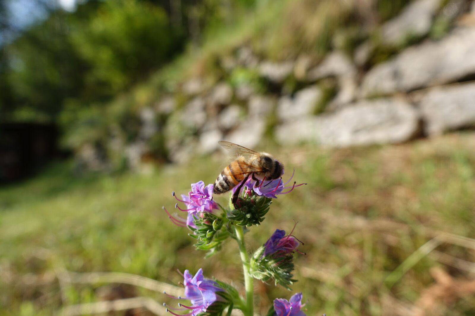 Sony Cyber-shot DSC-RX100 IV sample photo. Bee on flower, bee photography