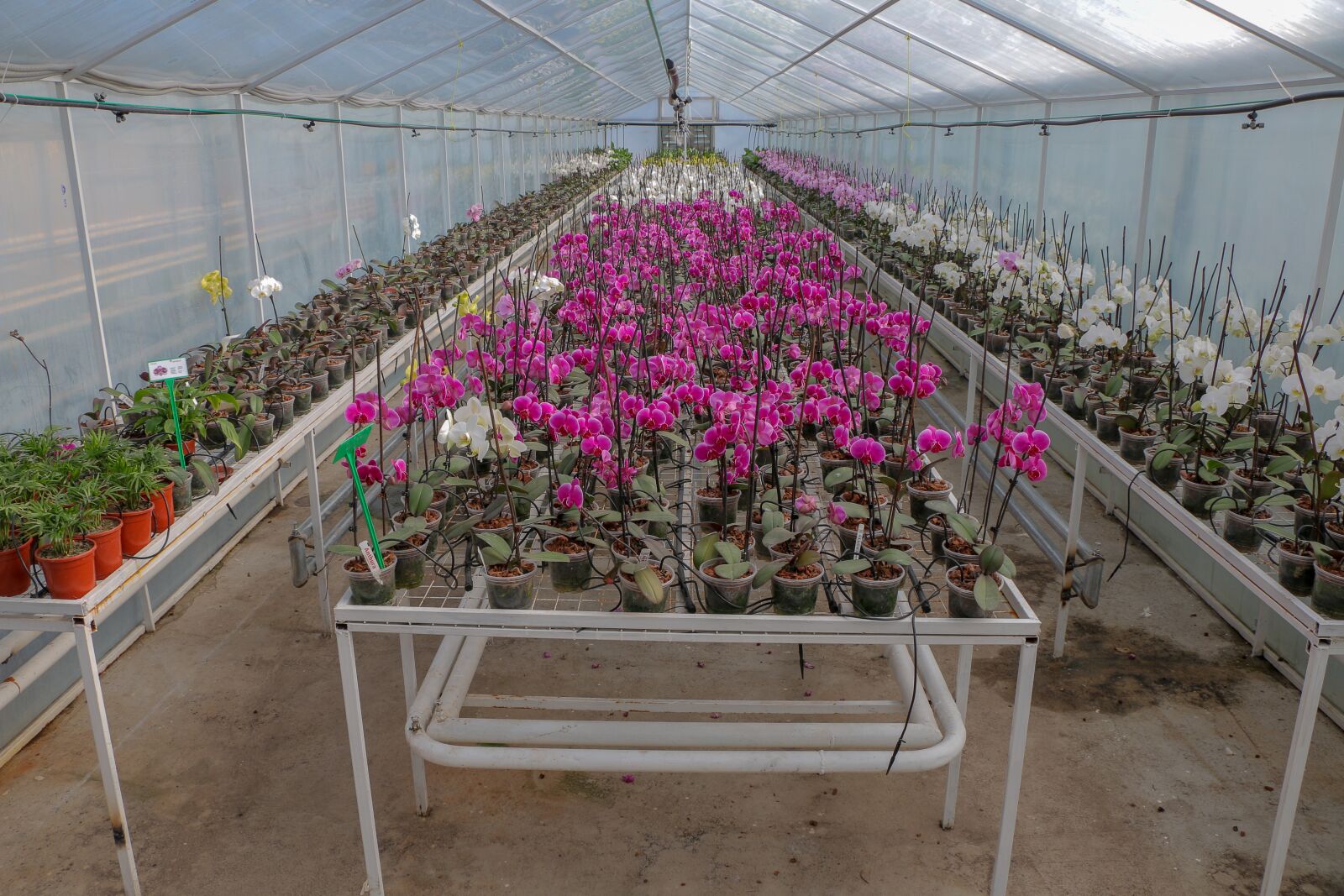 Canon EOS 70D sample photo. Greenhouse, flowers, plants photography