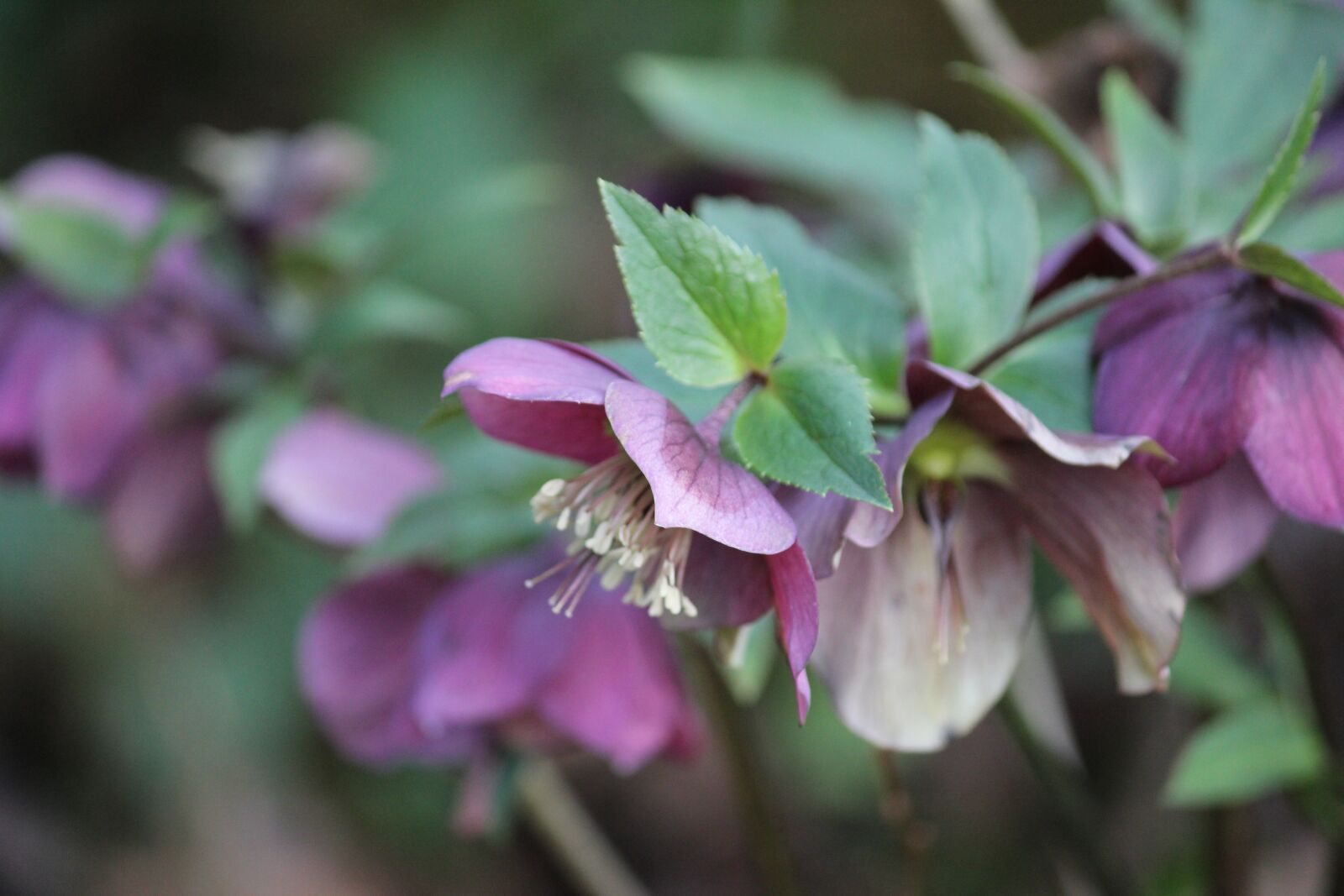 Canon EOS 60D + Canon EF-S 55-250mm F4-5.6 IS sample photo. Christmas rose, winter, heleborus photography