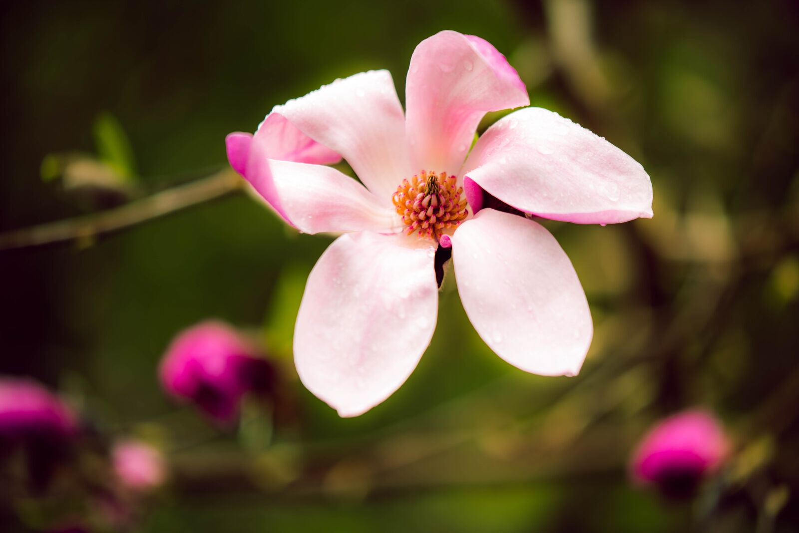 Nikon D750 sample photo. Magnolia, pink, spring photography