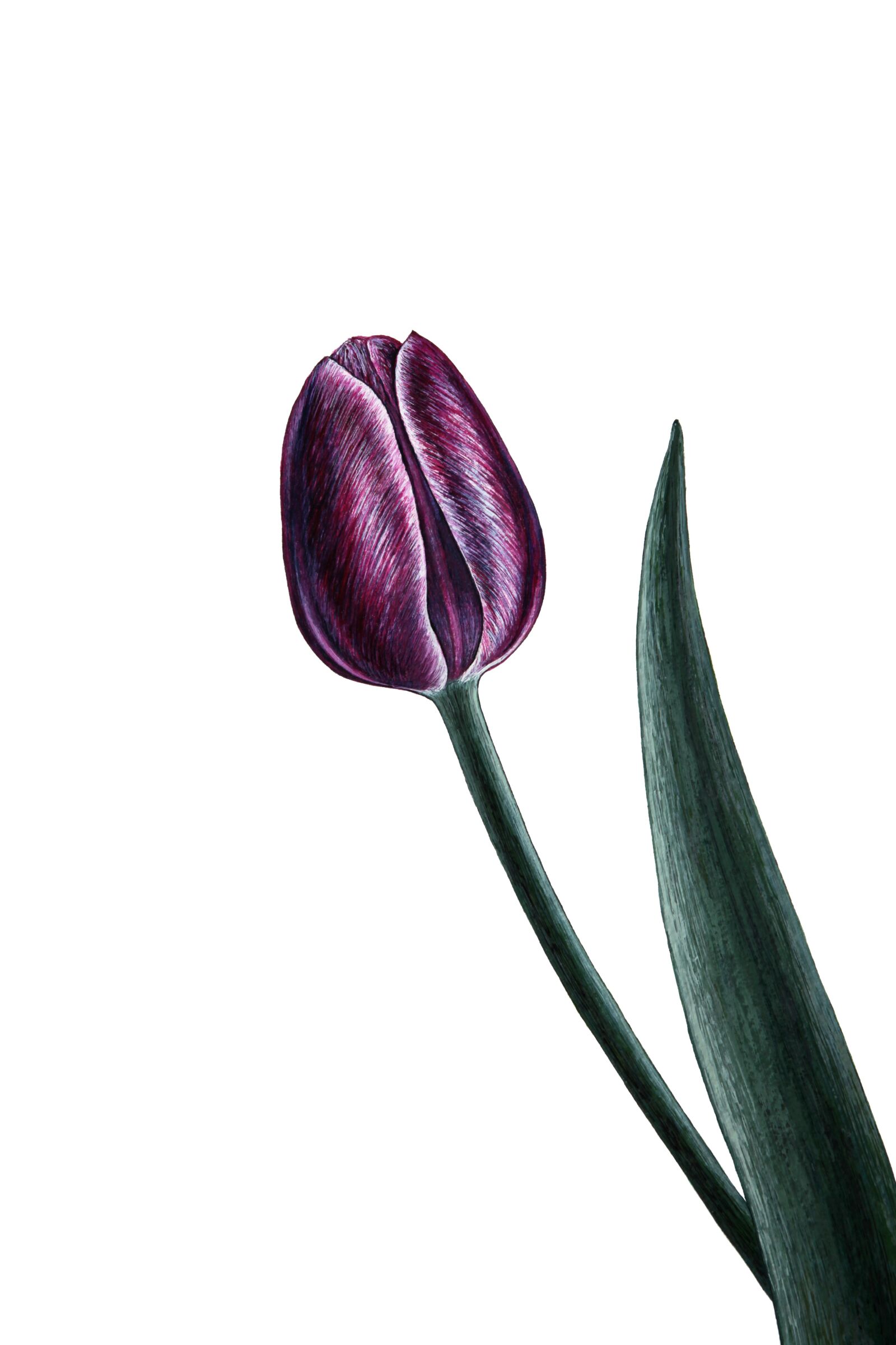Canon EOS 5D Mark II sample photo. Purple, one, spring photography