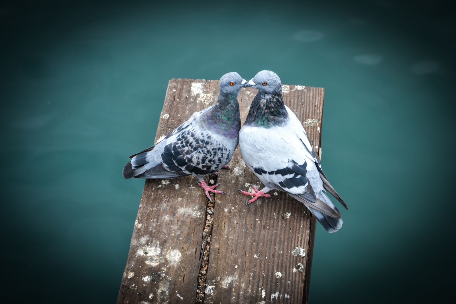 Nikon D3100 sample photo. Pigeons, birds, dove photography