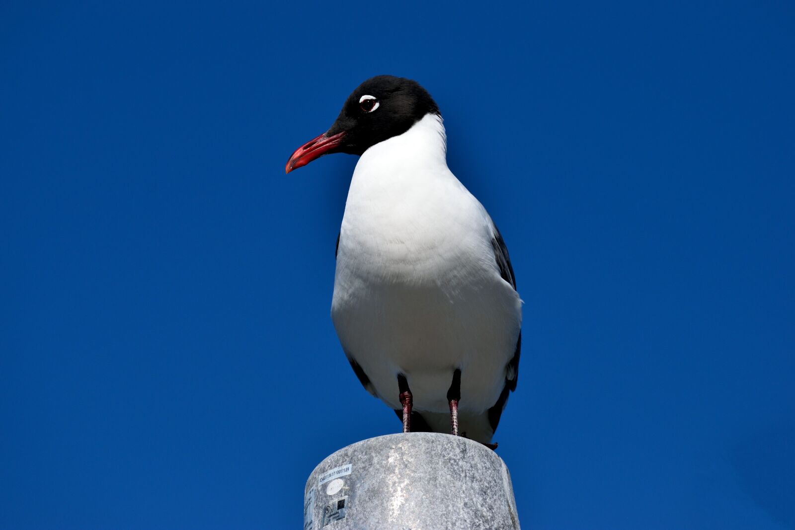 Nikon D3300 sample photo. Laughing gull, bird, avian photography