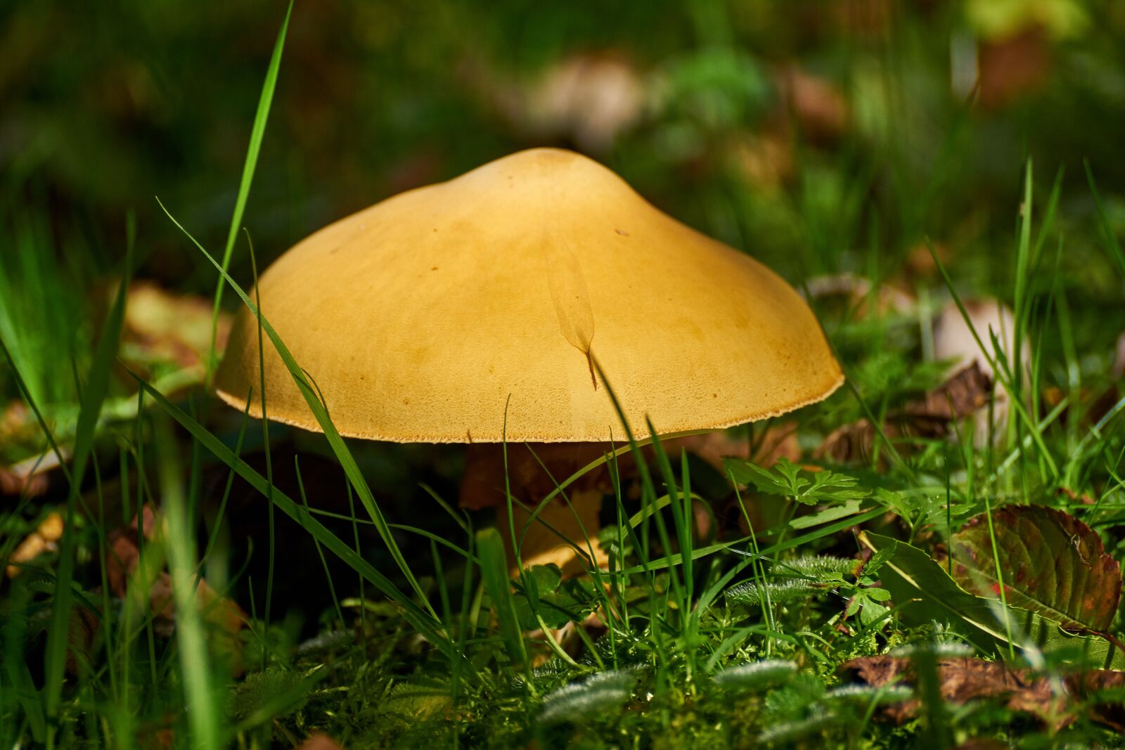 Sony DT 55-300mm F4.5-5.6 SAM sample photo. Nature, mushroom, autumn photography