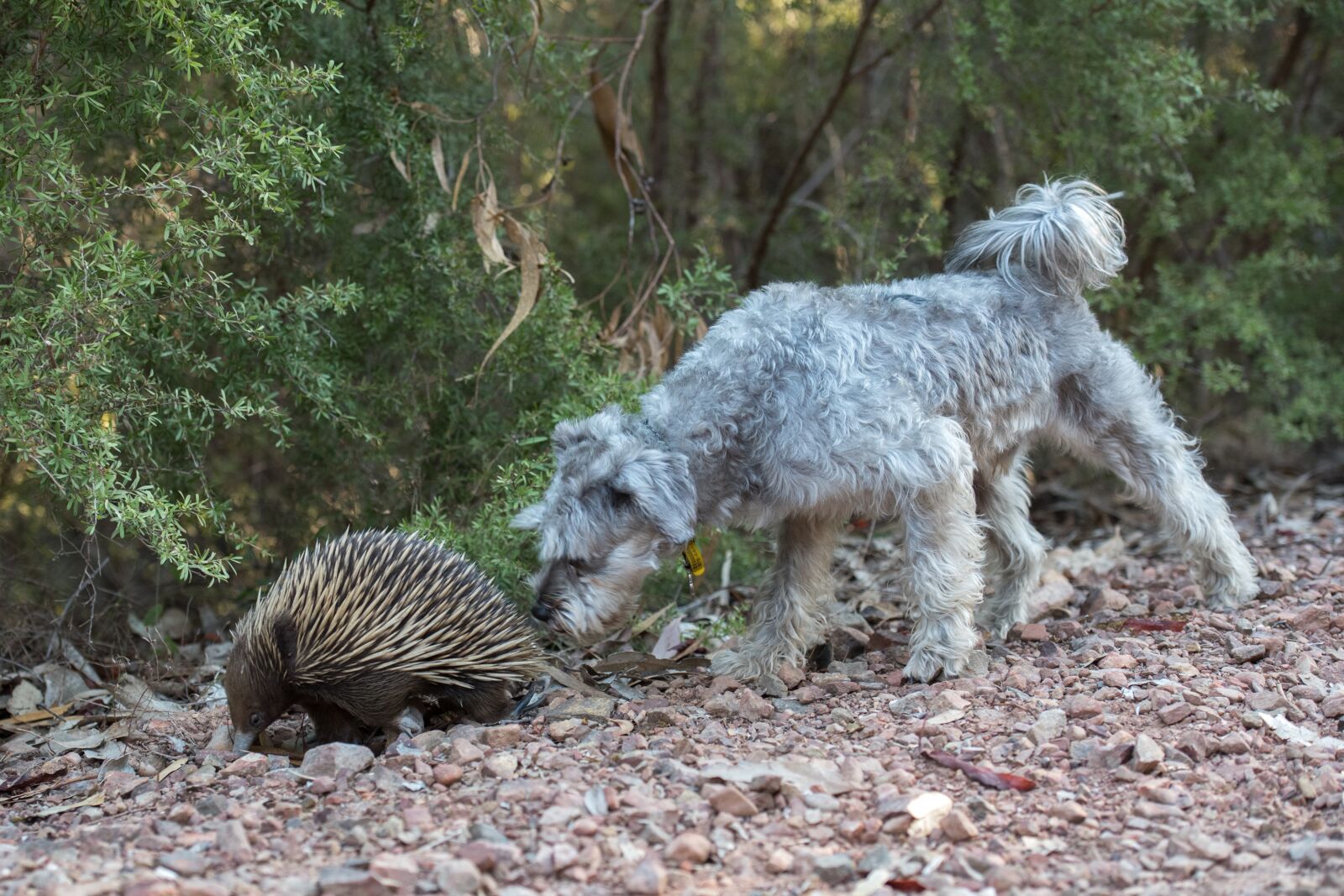 Nikon D750 sample photo. Echidna, spiny anteater, monotreme photography