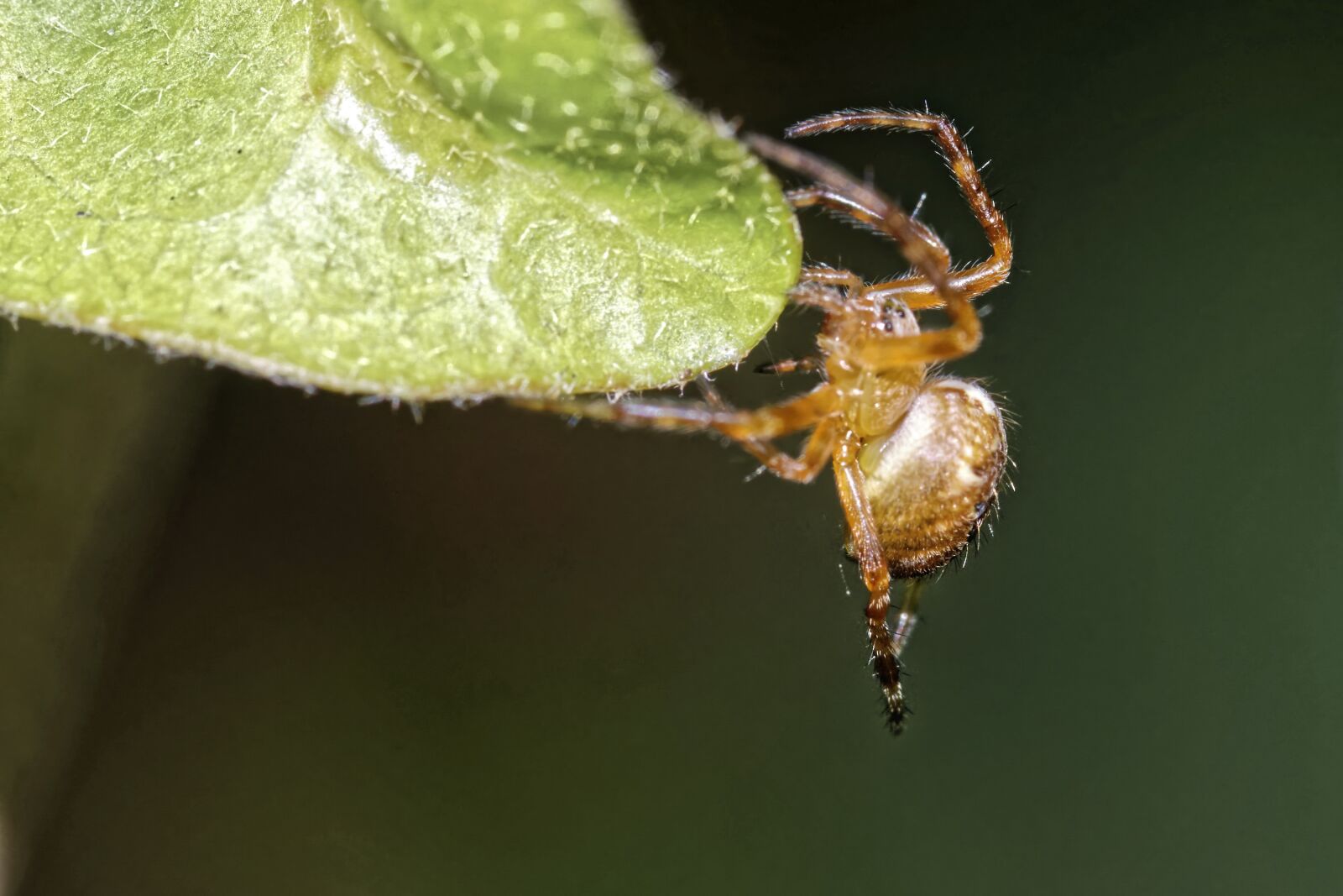 Nikon D5300 sample photo. Spider, brown, going photography