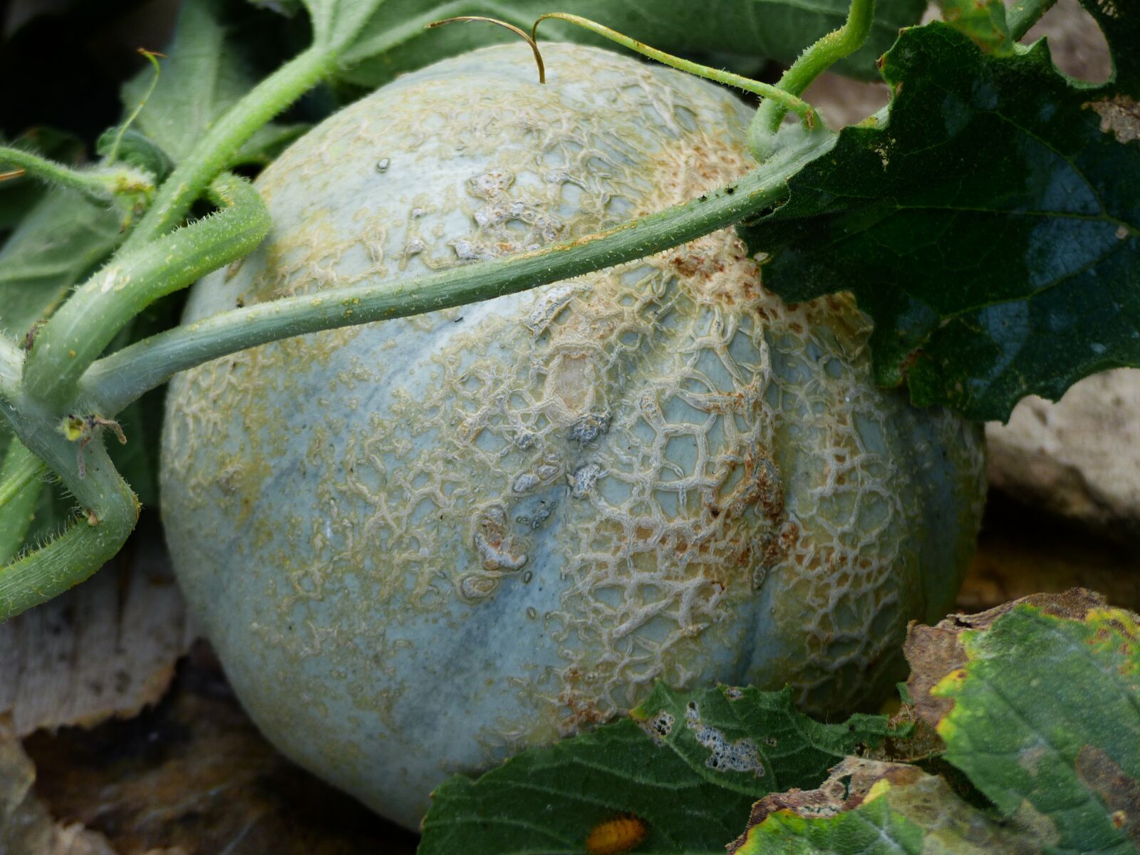 Panasonic Lumix DMC-FZ200 sample photo. Fruit, melon, costs photography