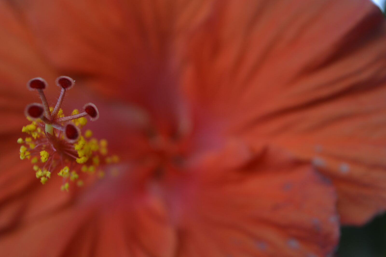 Nikon D5200 sample photo. Hibiscus, flower, nature photography