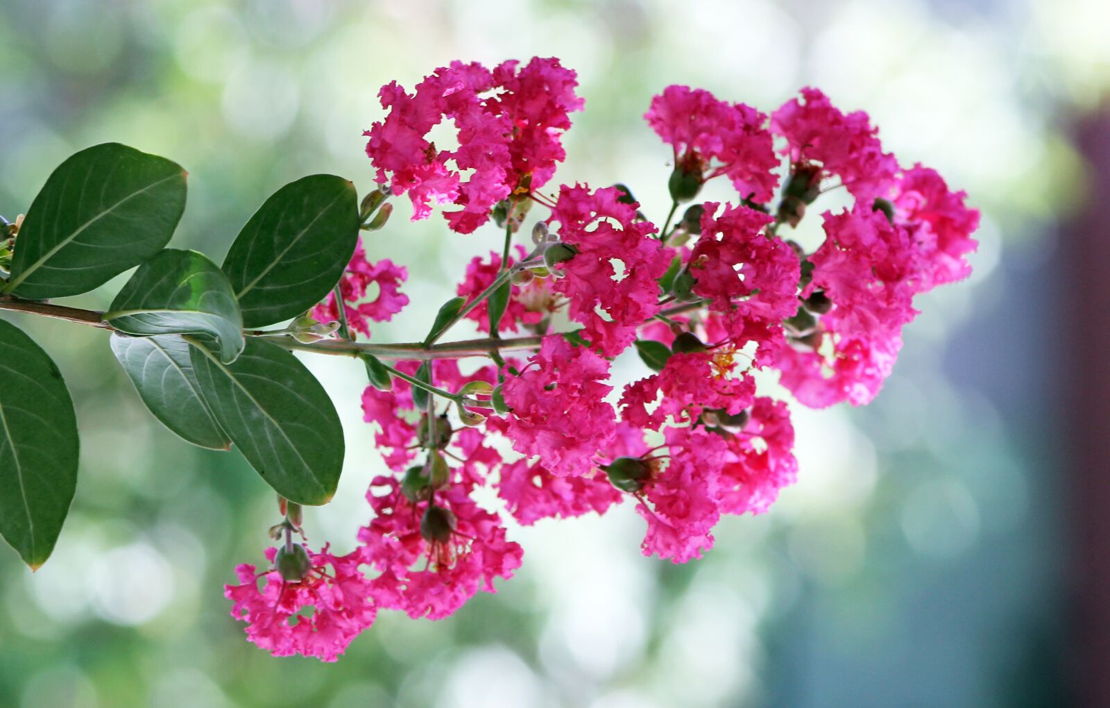 Canon EF 75-300mm f/4-5.6 sample photo. Crepe myrtle, pink, flower photography