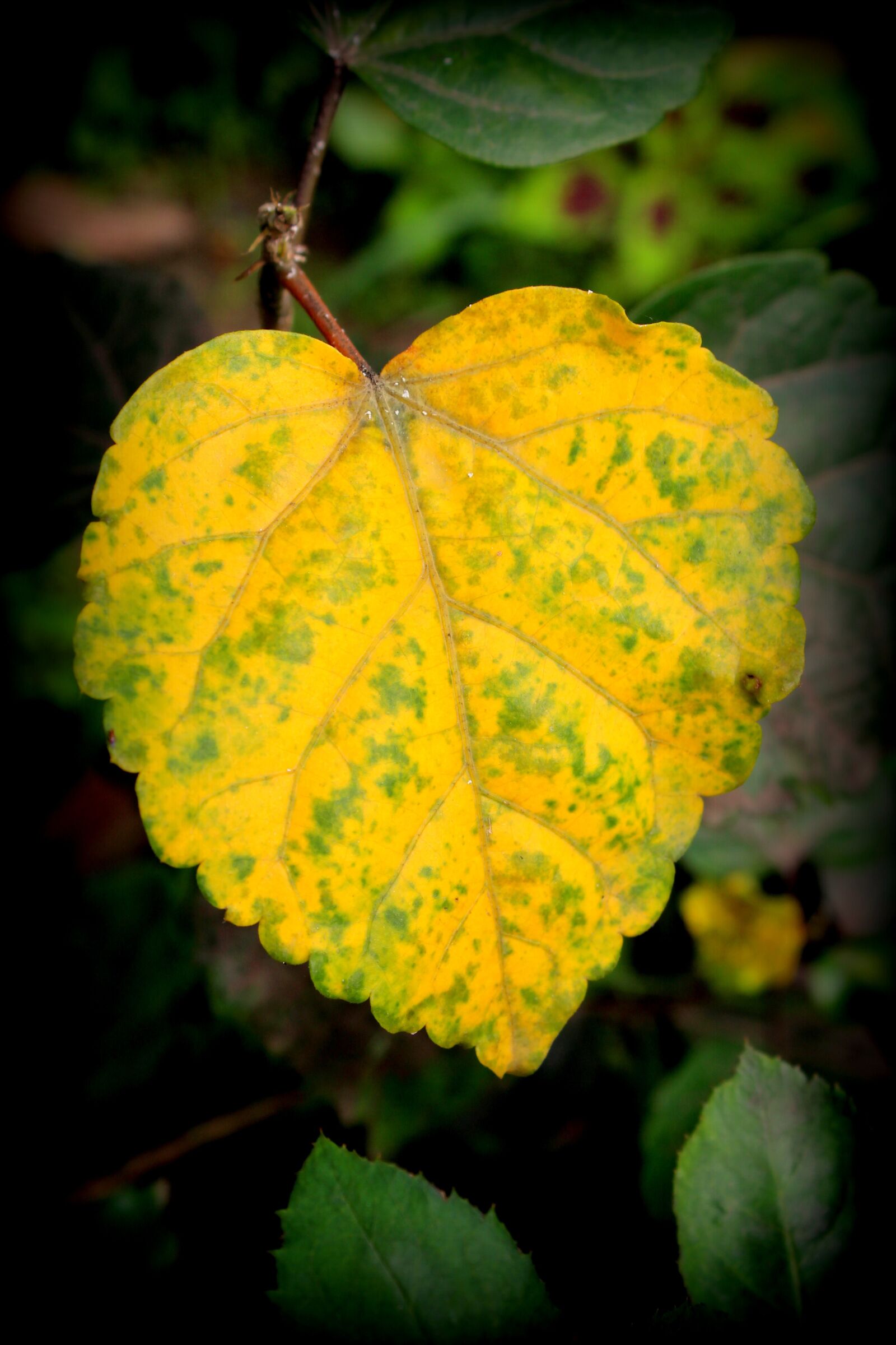 Canon EOS 1200D (EOS Rebel T5 / EOS Kiss X70 / EOS Hi) + Canon EF-S 18-55mm F3.5-5.6 IS II sample photo. Leaf, leaves, plant photography