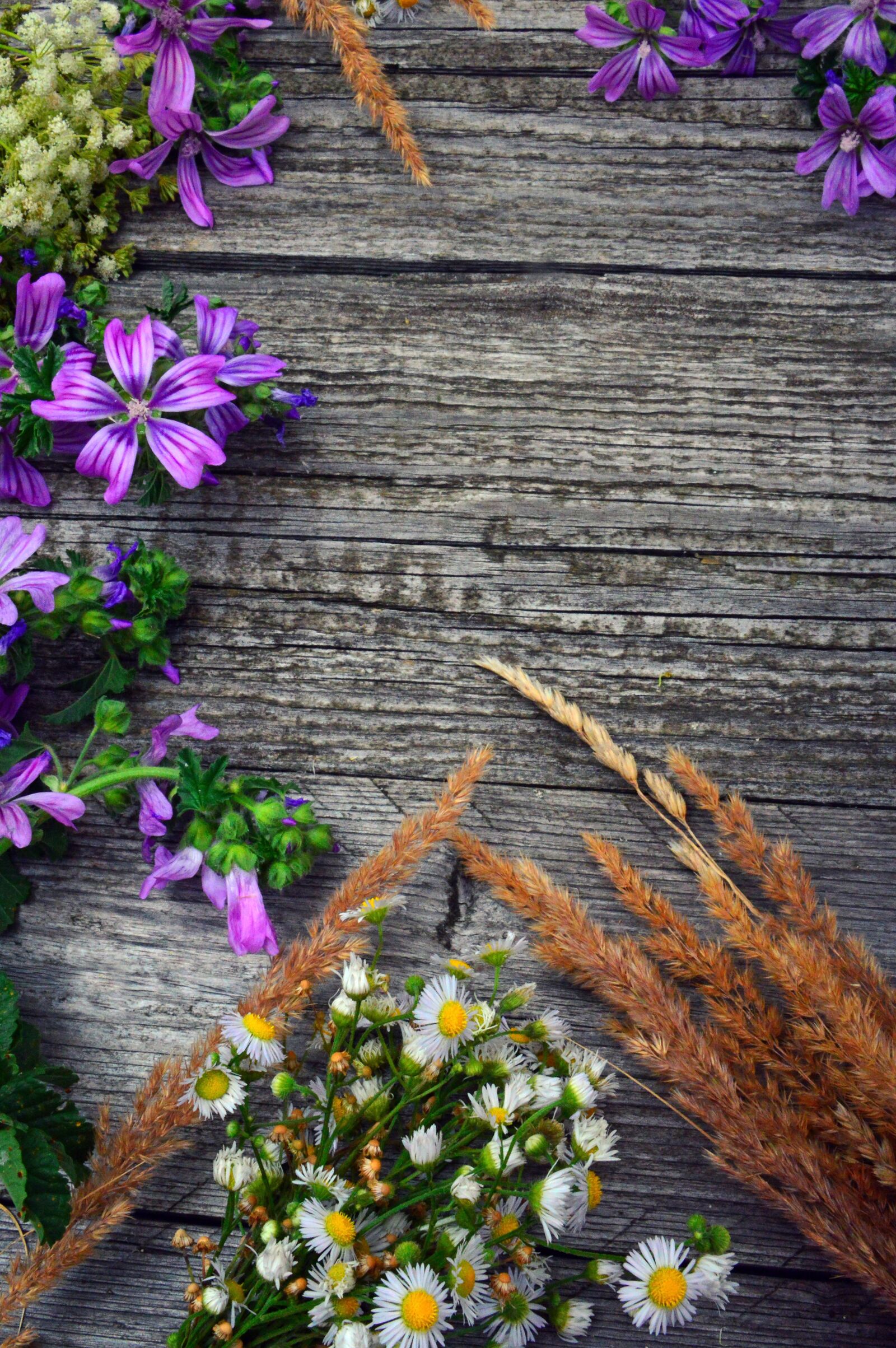 Nikon D3200 sample photo. Wildflowers, wild flowers, meadow photography