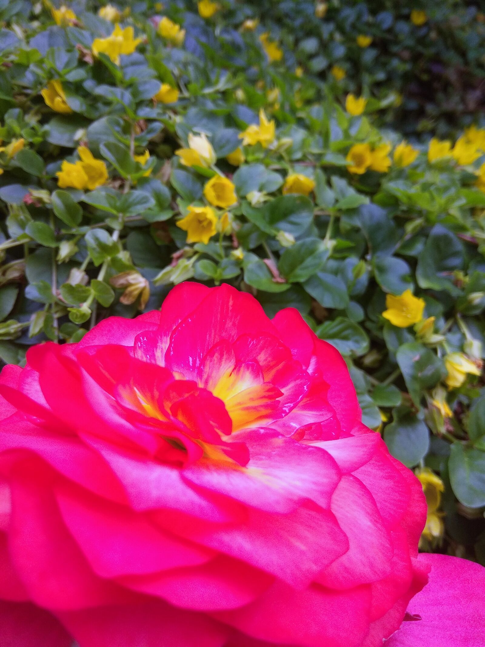 Xiaomi Redmi Note 4 sample photo. Flower, garden, nature photography