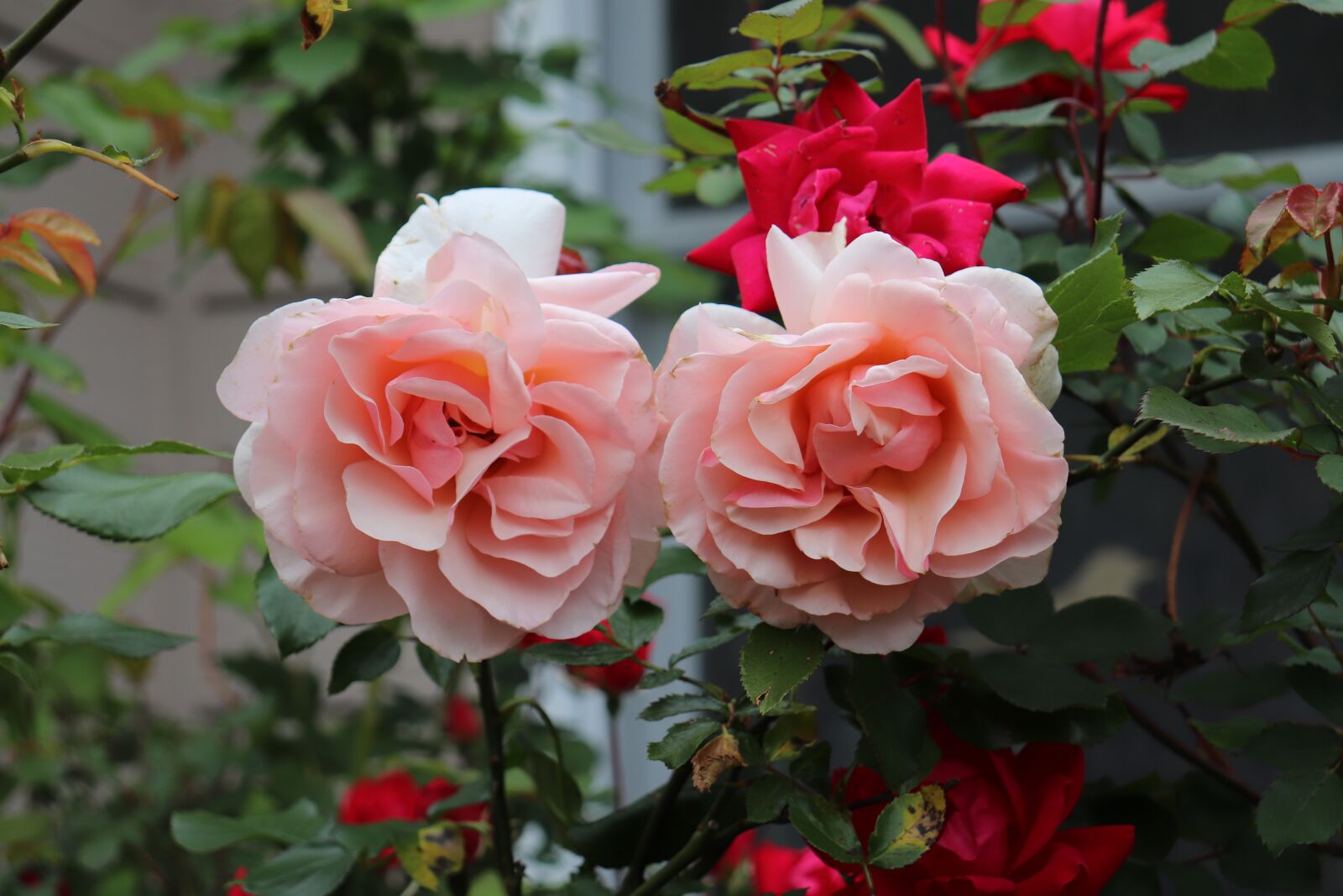 Canon EOS 800D (EOS Rebel T7i / EOS Kiss X9i) sample photo. Rose, blossom, peach rose photography