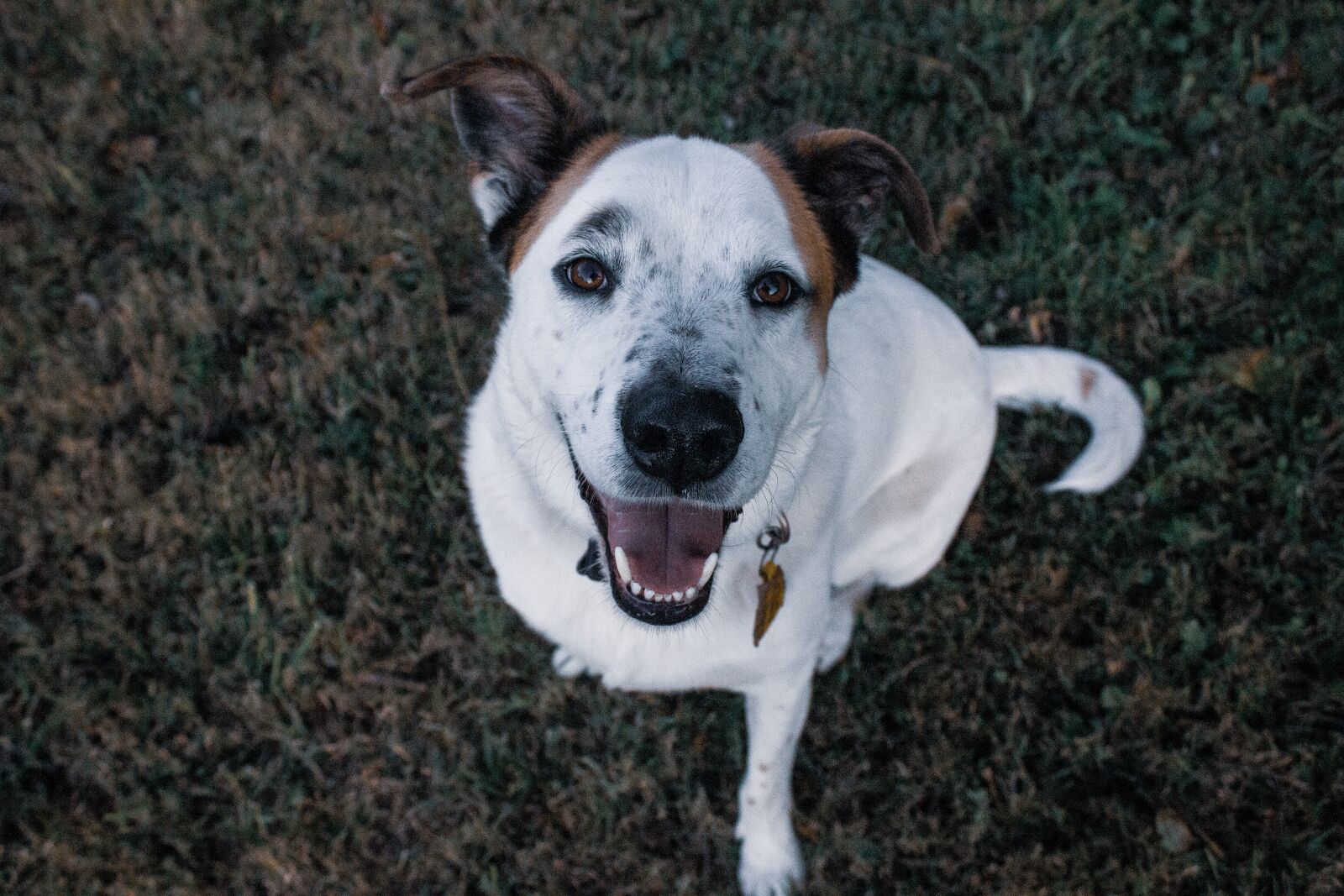 Canon EOS 550D (EOS Rebel T2i / EOS Kiss X4) sample photo. Dog, happy, fun photography