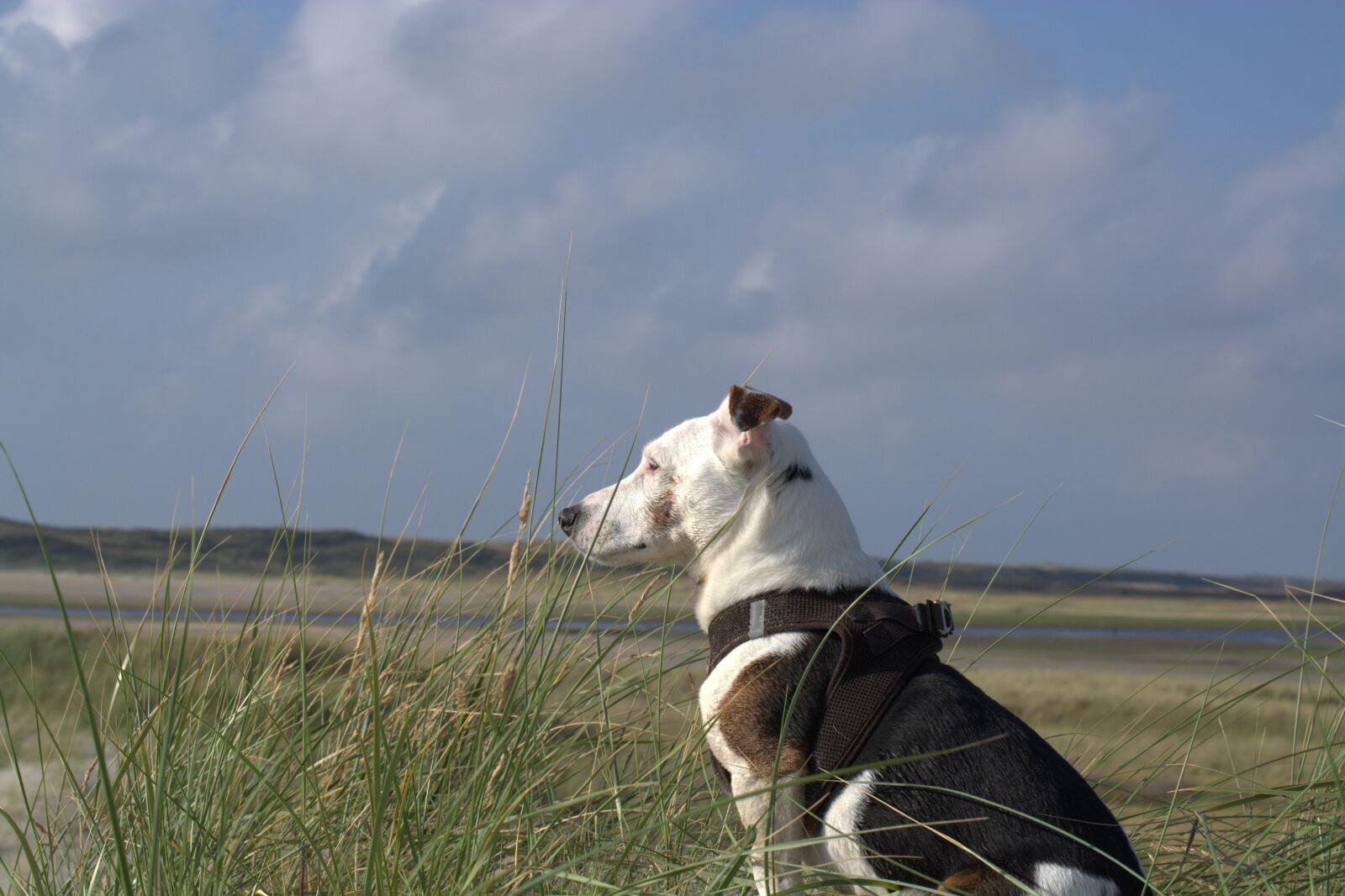 Nikon D5200 sample photo. Jack russell, terrier, domestic photography