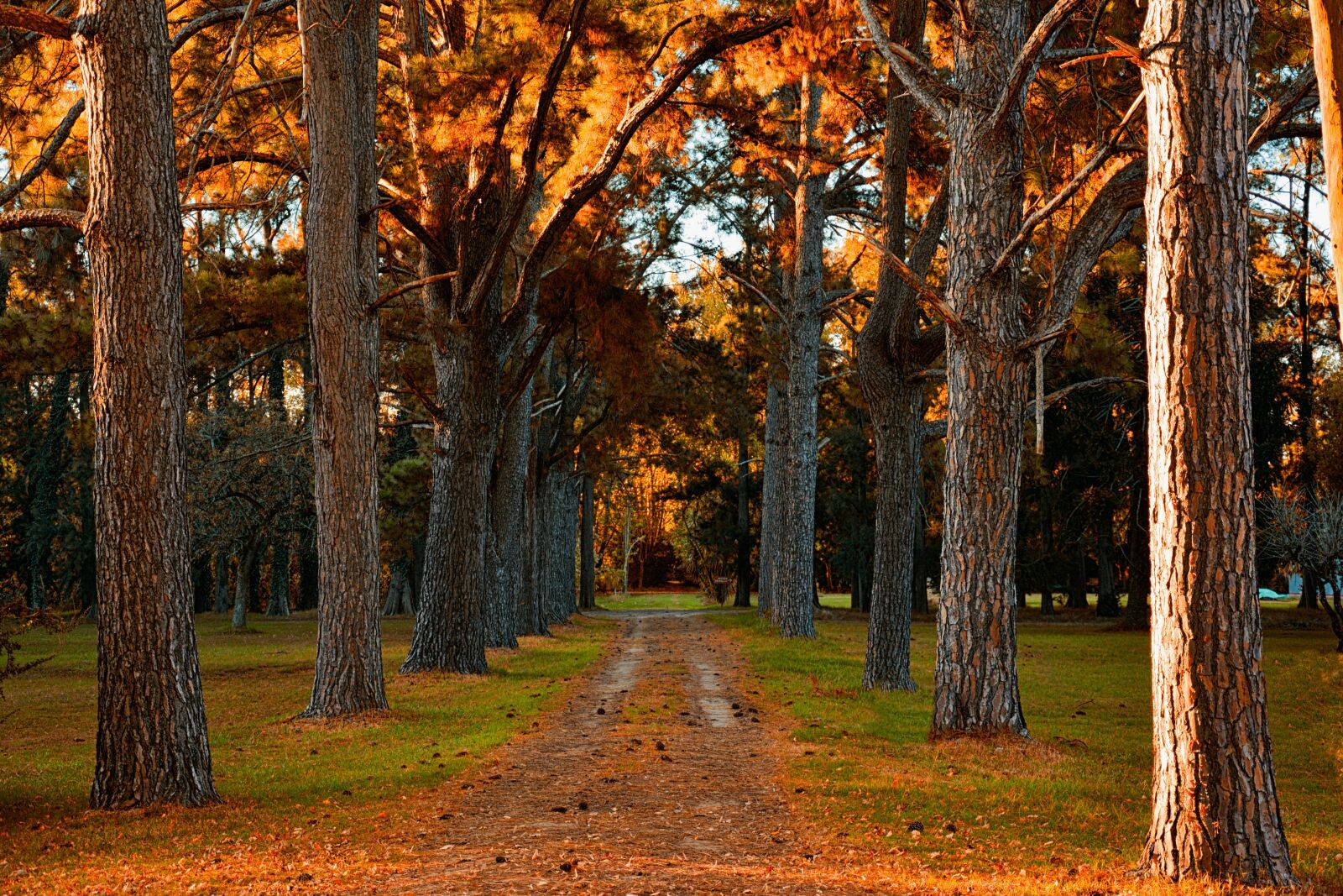 Nikon D7100 sample photo. Trees, forest, autumn photography