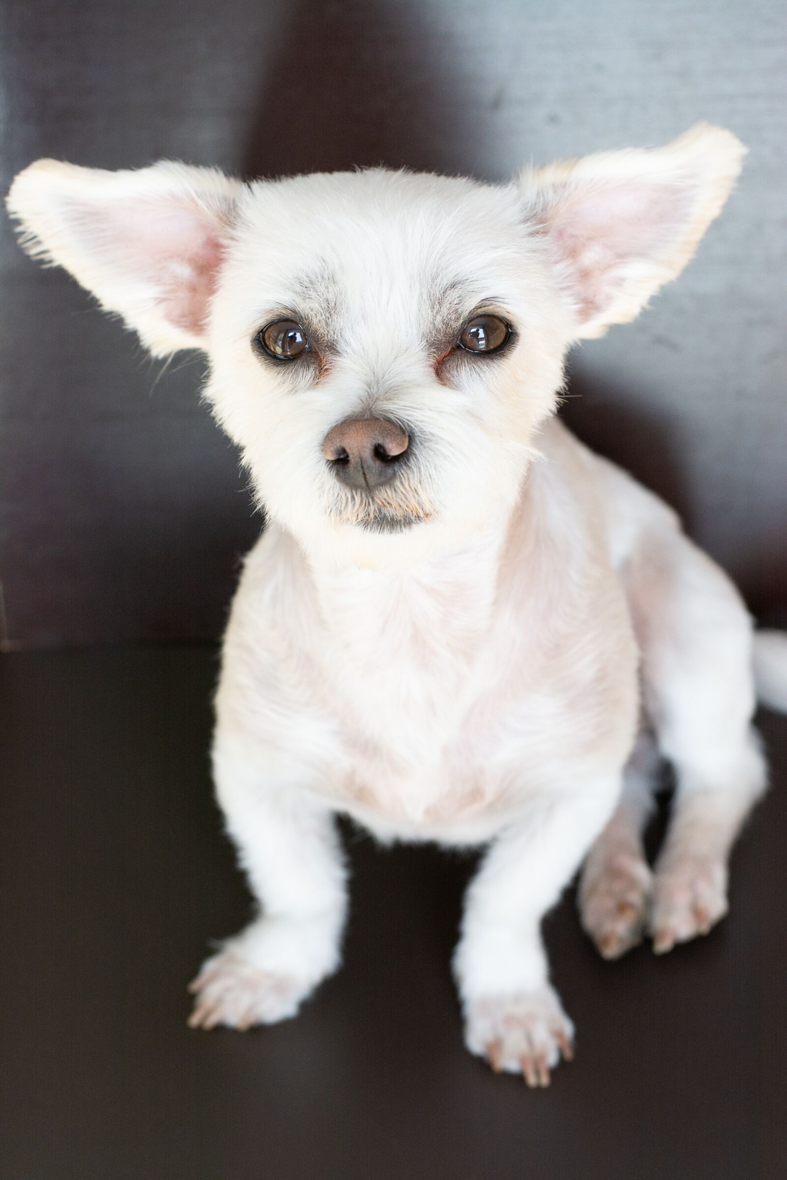 Nikon D7100 sample photo. Dog, white, small photography