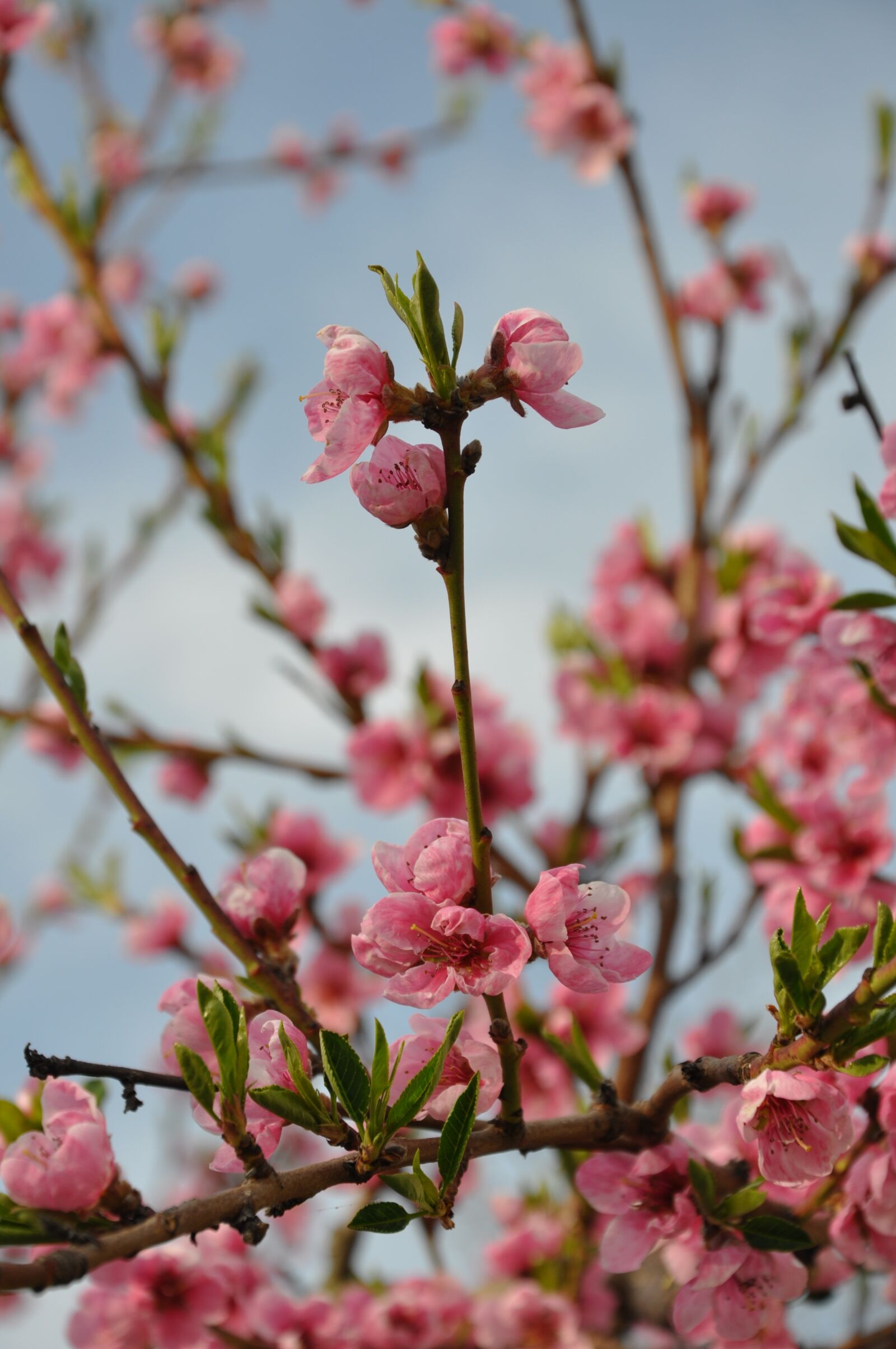 Nikon D5000 sample photo. Peach flower, spring flower photography