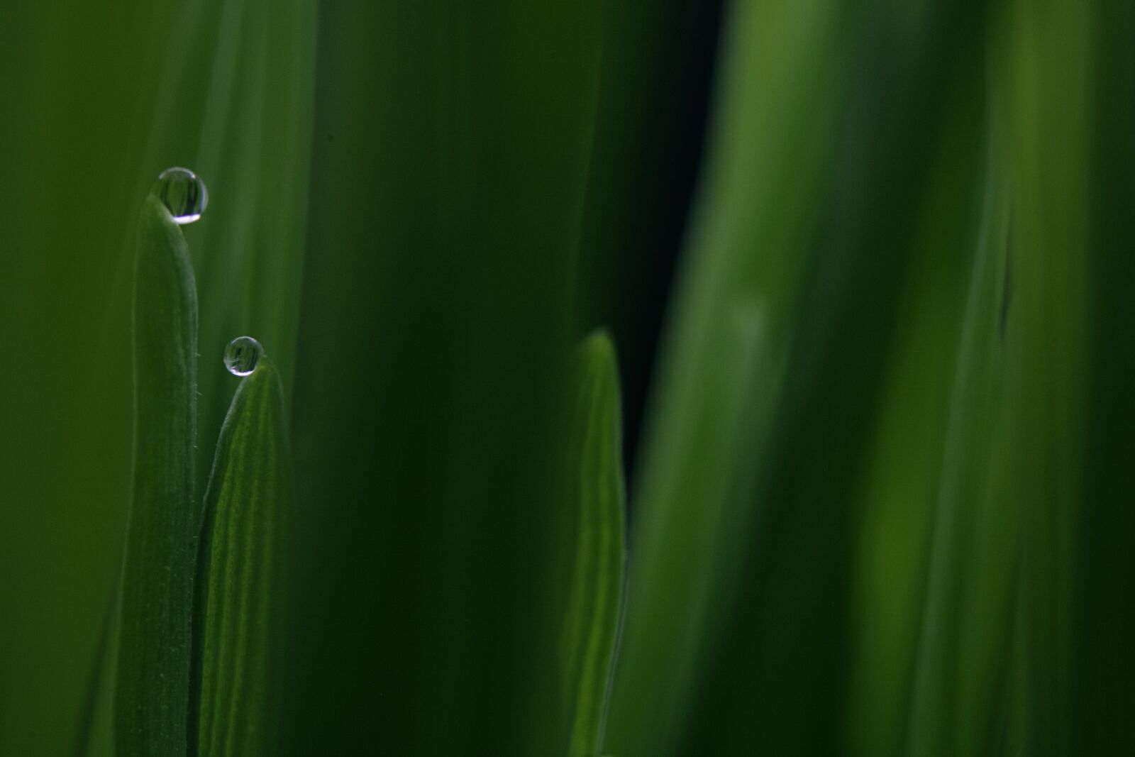 Canon EOS 750D (EOS Rebel T6i / EOS Kiss X8i) sample photo. Dew, grass, water photography