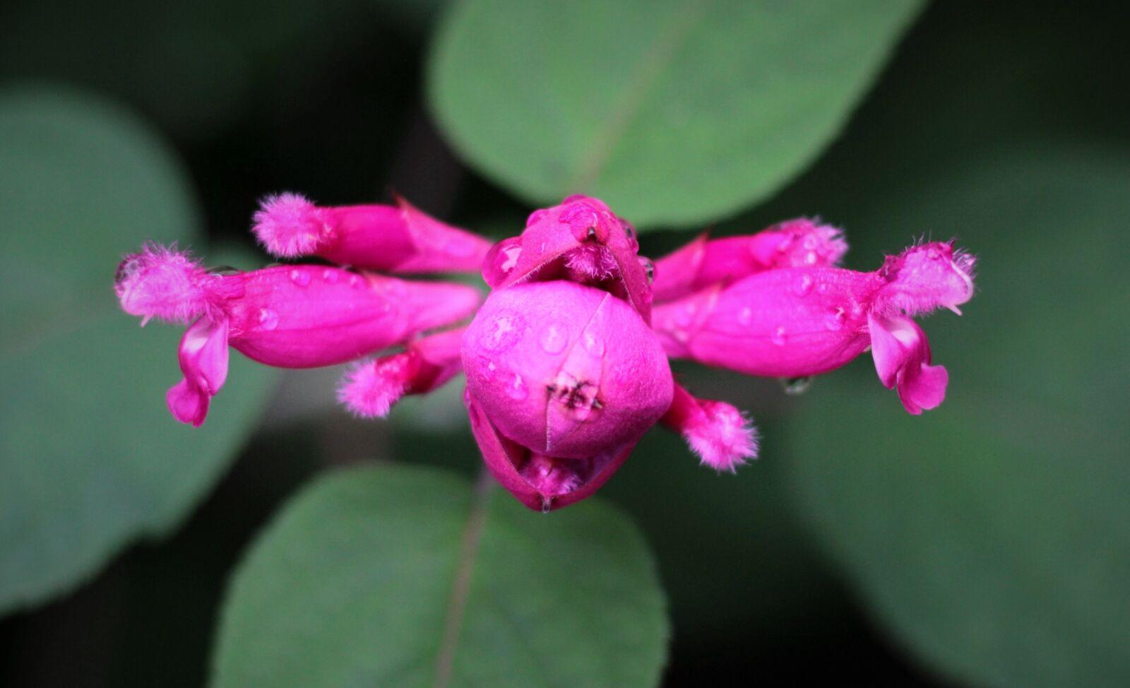 Canon EOS 600D (Rebel EOS T3i / EOS Kiss X5) sample photo. Sage involulacrata berthellii, sage photography