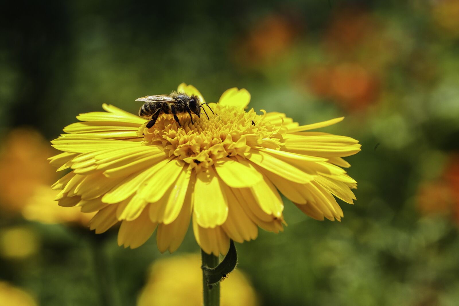 Canon EF 100mm F2.8L Macro IS USM sample photo. Wasp, insect, bee photography