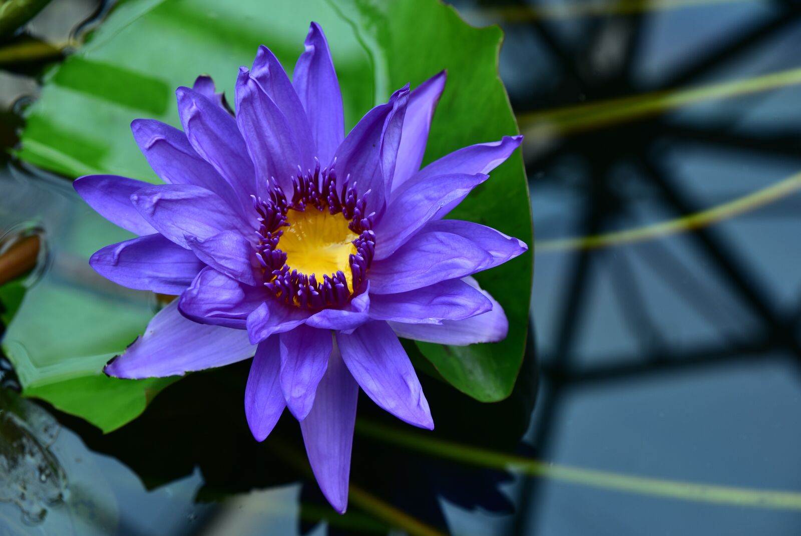 Nikon D750 sample photo. Water lily, purple, flower photography