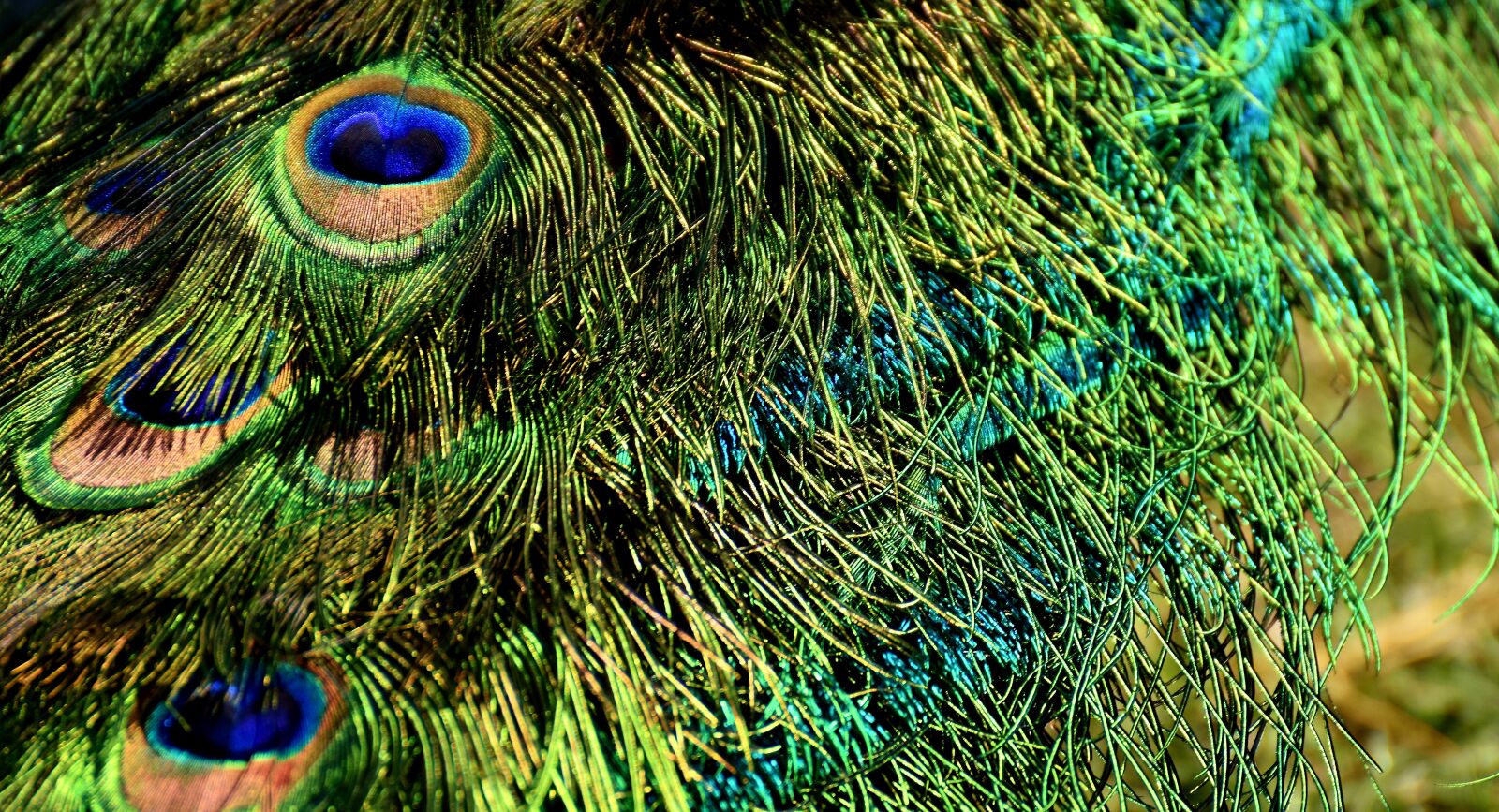 Nikon D7200 sample photo. Peacock feathers, colorful, iridescent photography