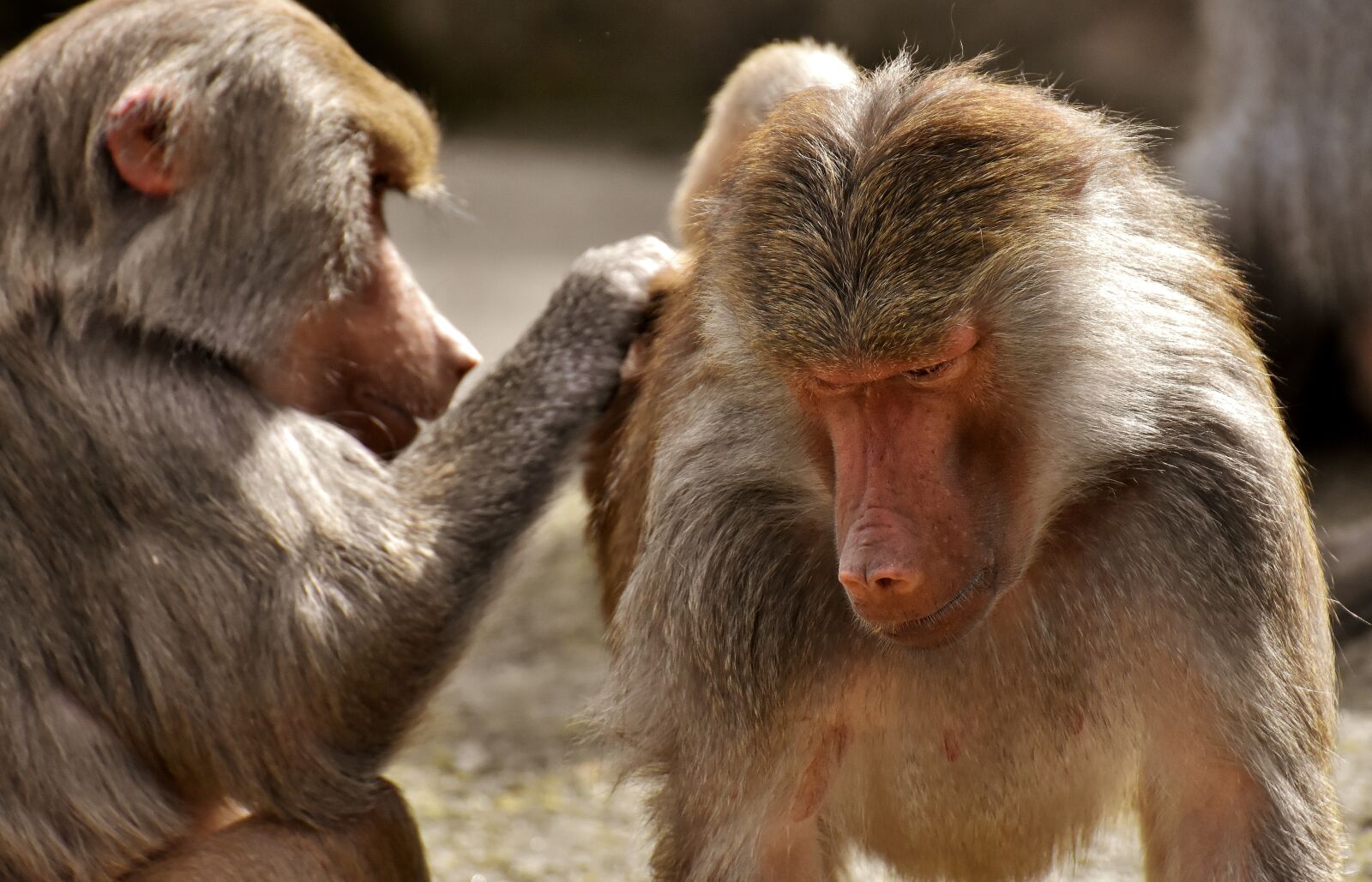 Nikon D7200 sample photo. Coat baboons, ape, primates photography