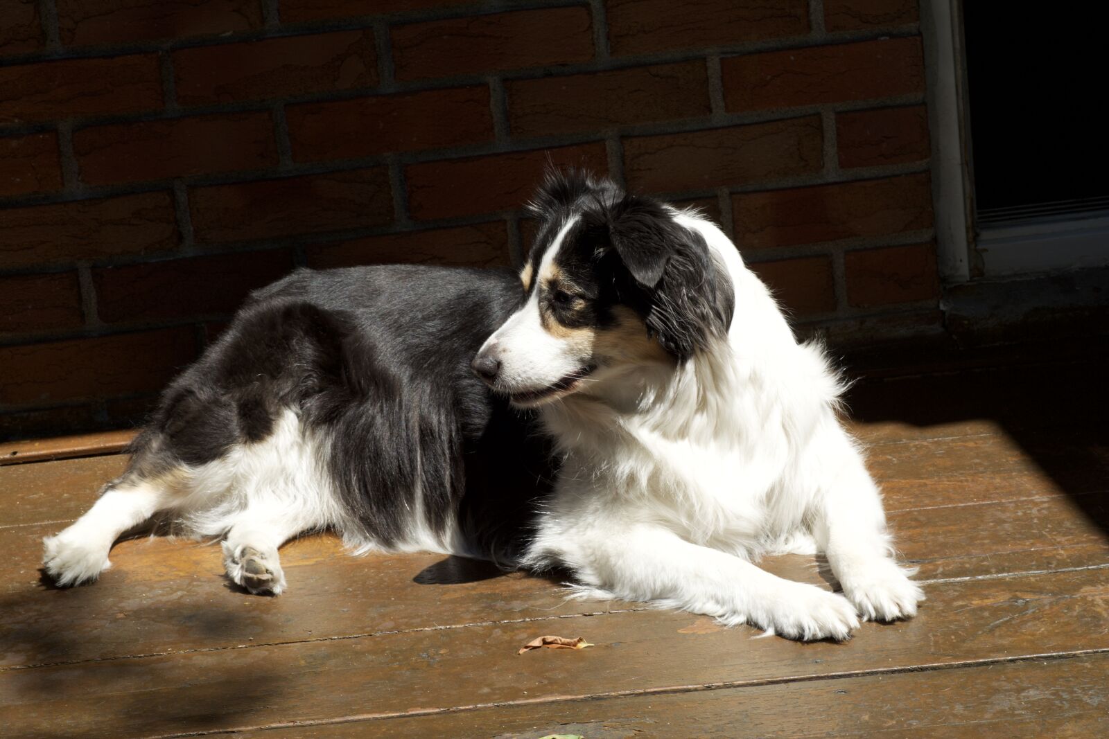 Nikon D5200 sample photo. Dog, australian shepherd, pet photography