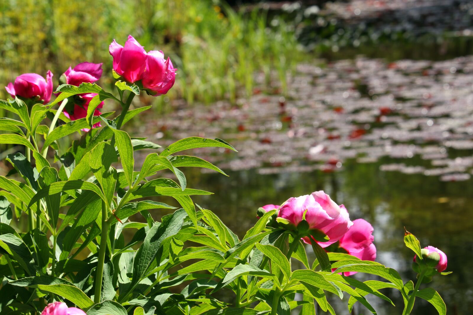 Canon EF-S 55-250mm F4-5.6 IS STM sample photo. Peony, lake, water lilies photography