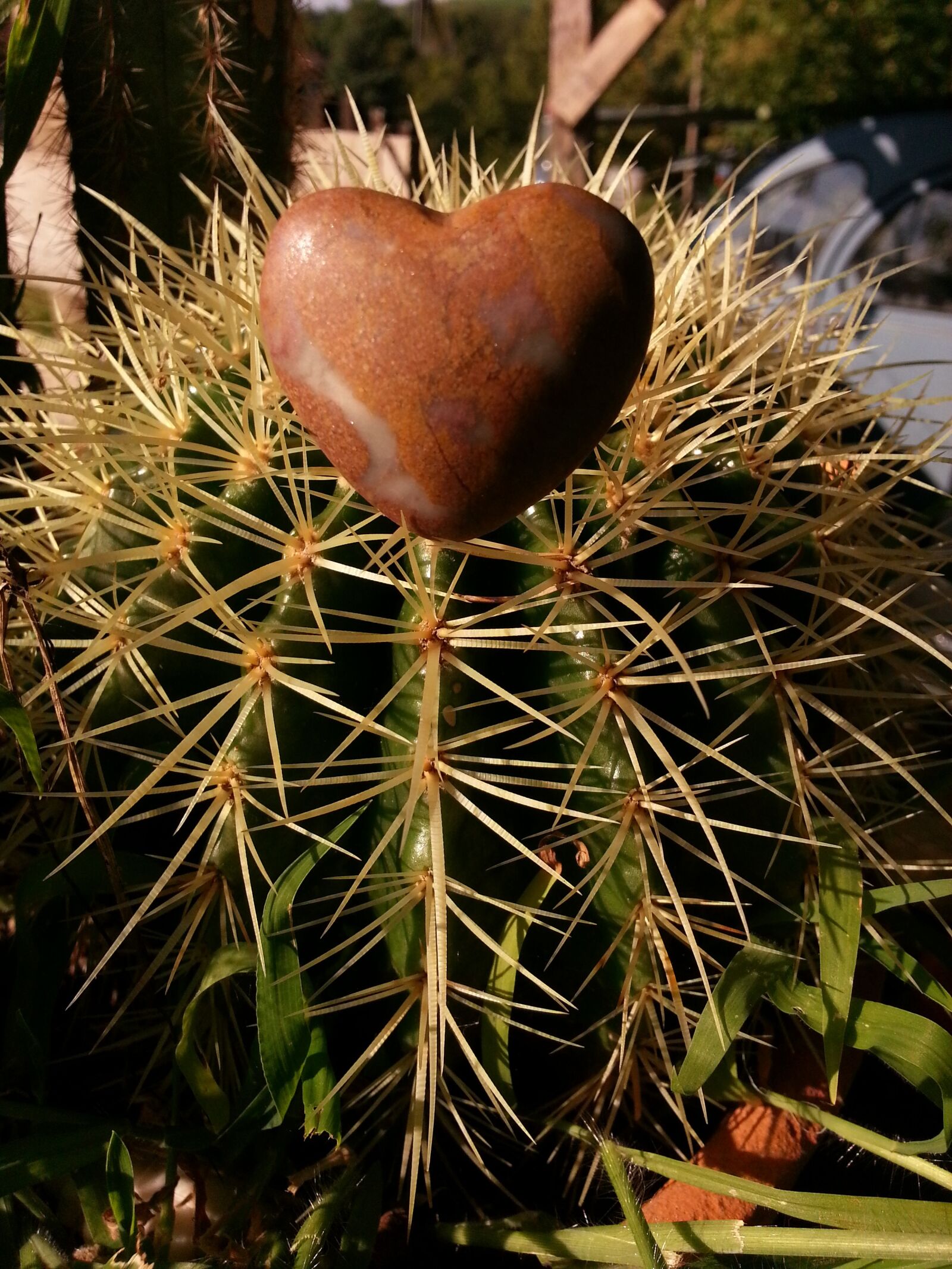 Samsung Galaxy S3 sample photo. Heart, cactus, love photography