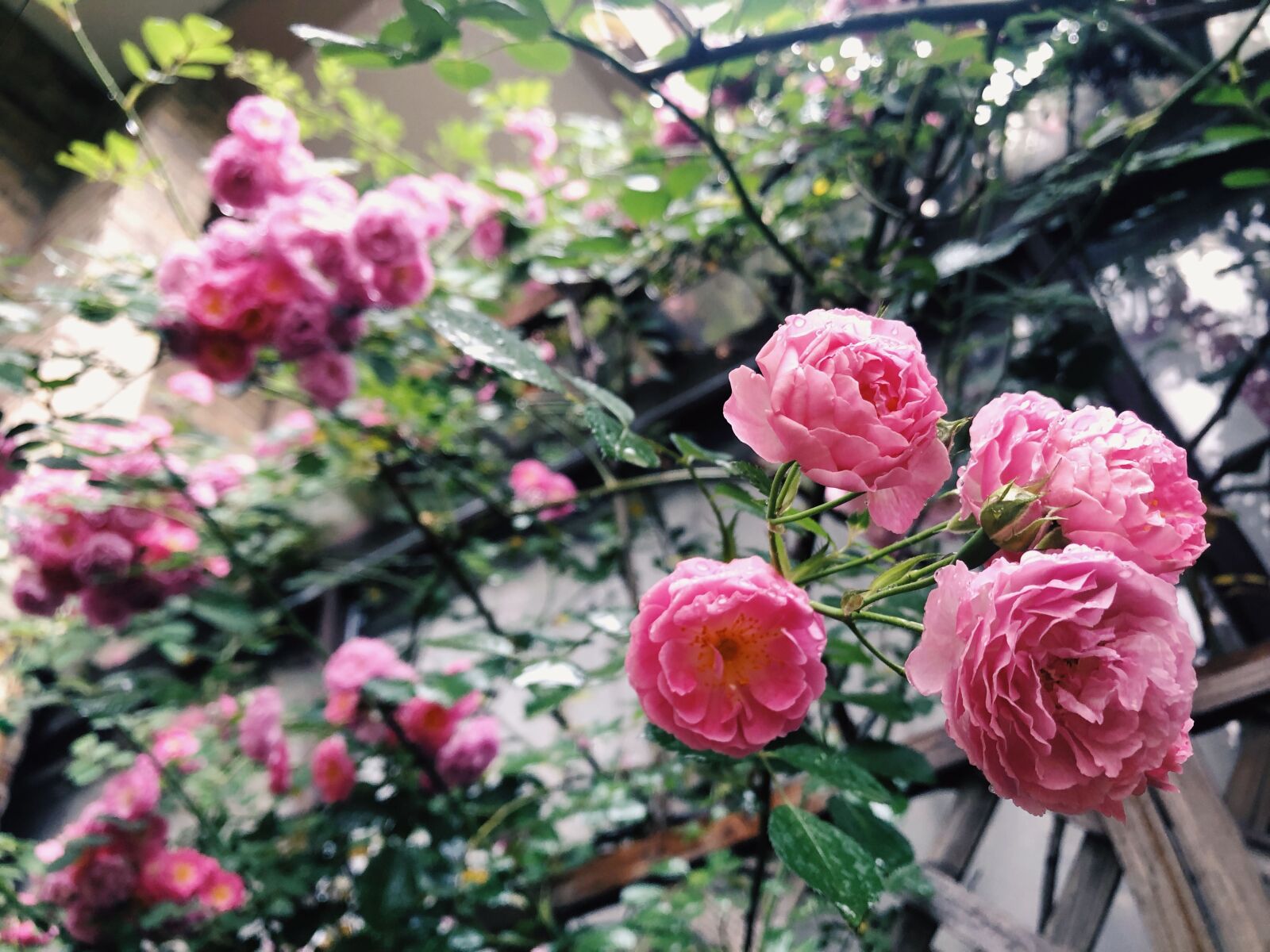 iPhone 8 Plus back dual camera 3.99mm f/1.8 sample photo. Flowers, in full bloom photography