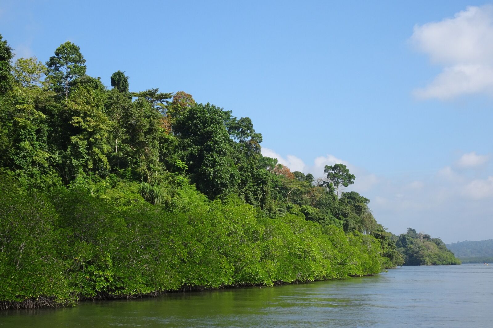 Sony Cyber-shot DSC-HX90V sample photo. Mangroves, forest, lush photography
