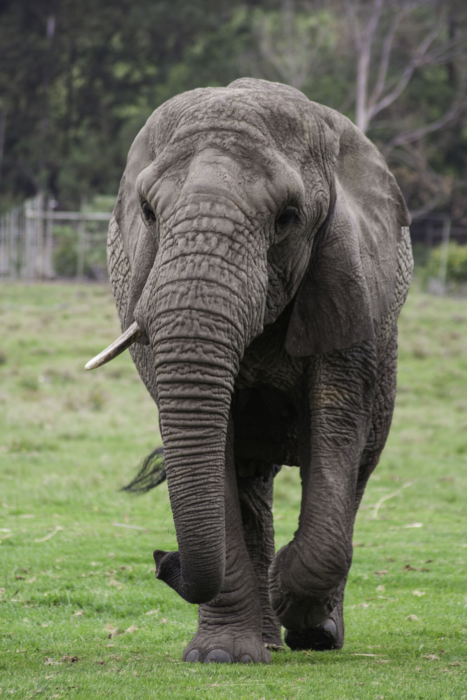 Canon EOS 350D (EOS Digital Rebel XT / EOS Kiss Digital N) sample photo. Elephant, south, africa, tusk photography
