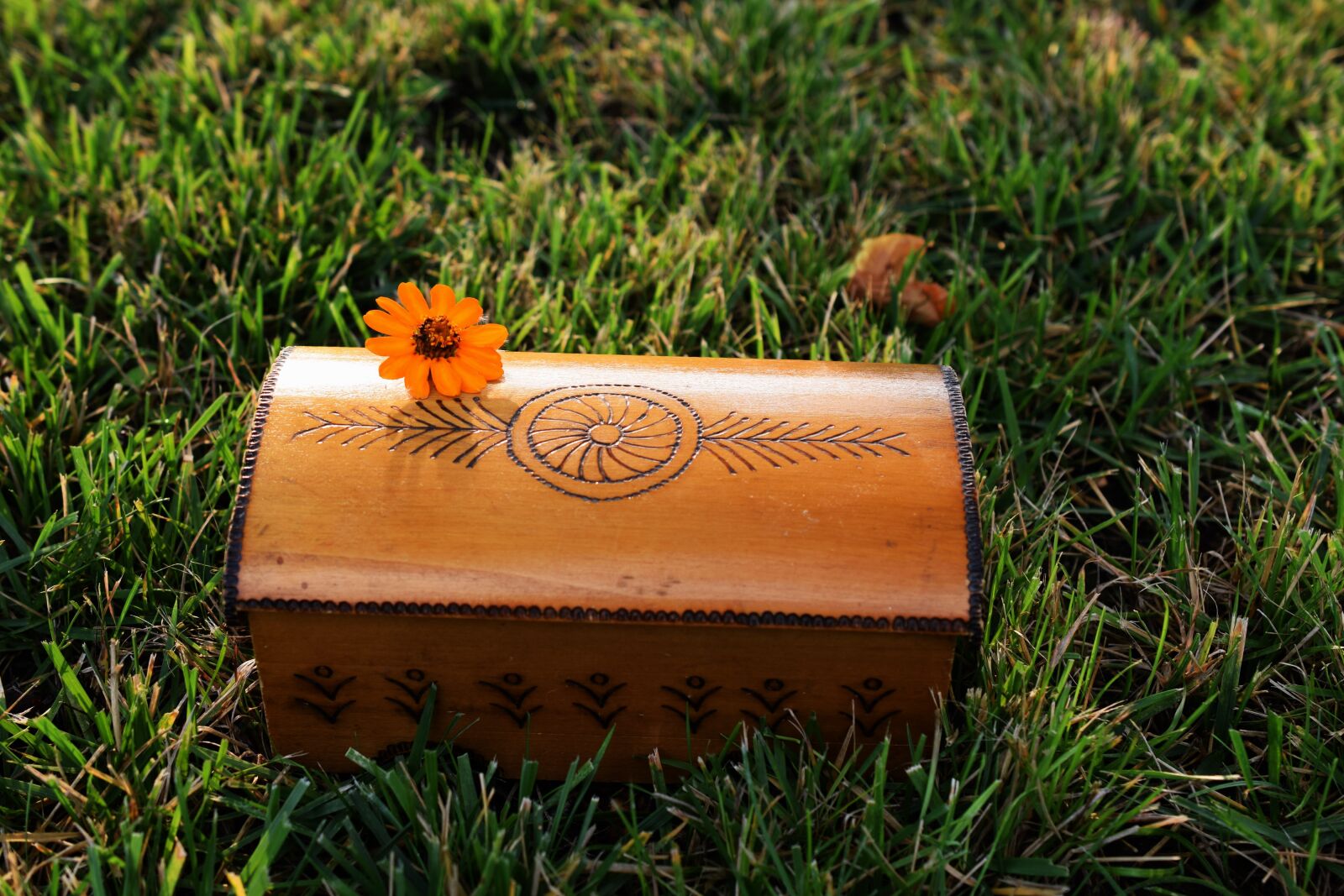 Nikon D5300 sample photo. Flower, grass, wooden box photography