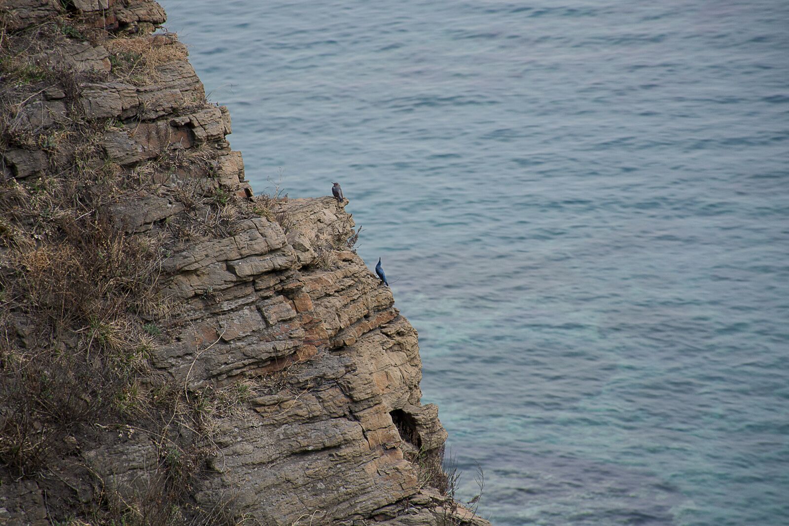 Nikon D7100 sample photo. Birds, sea, view photography