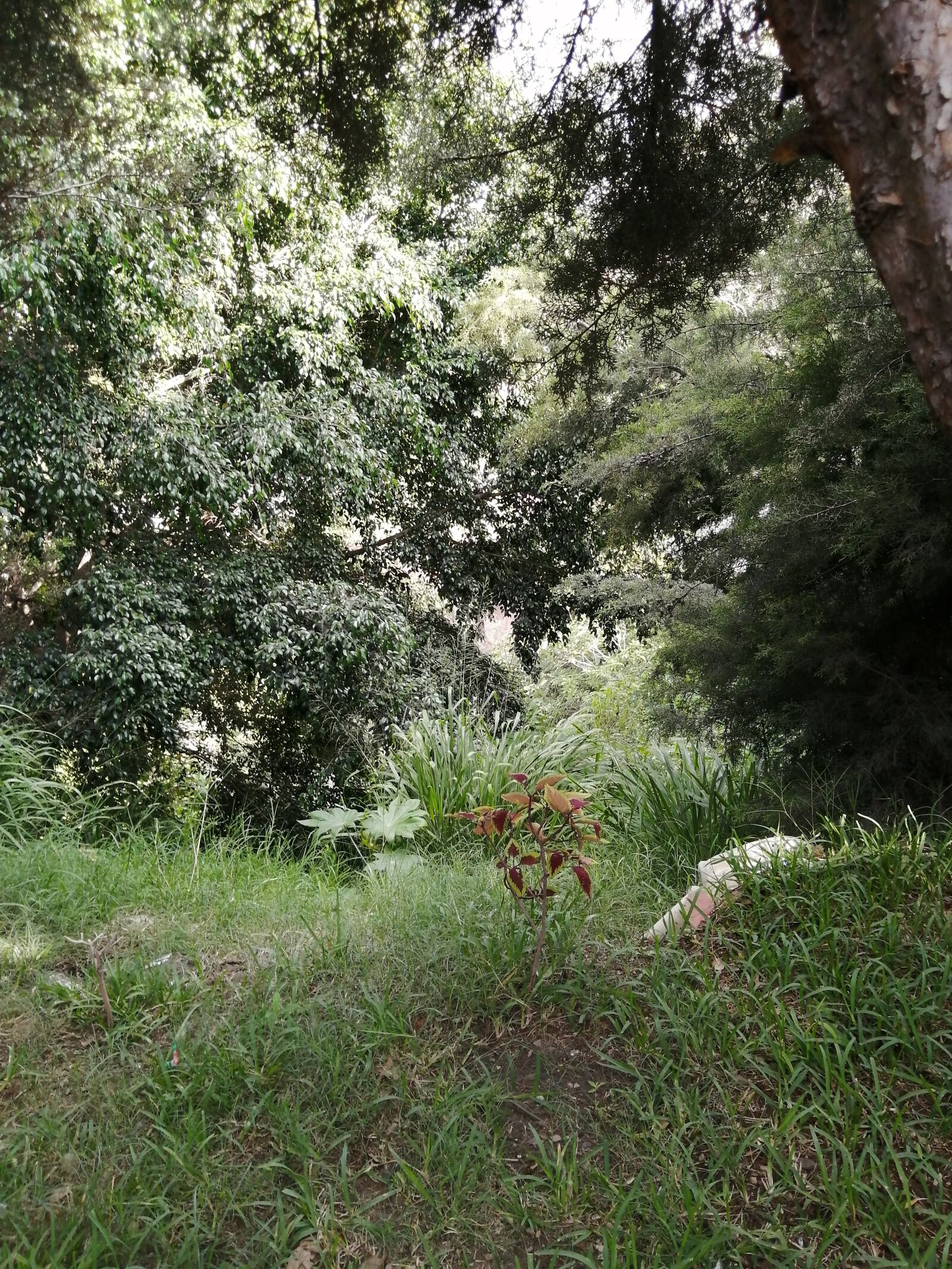 HUAWEI P30 LITE sample photo. Green, forest, landscape photography