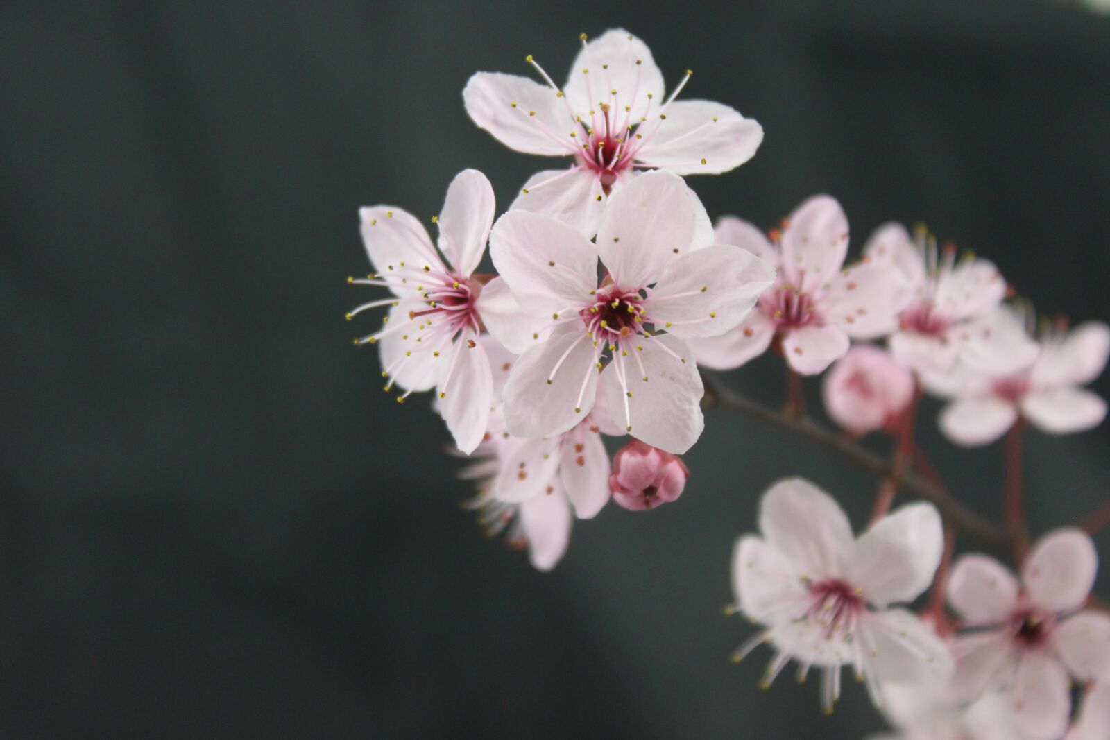 Canon EOS 500D (EOS Rebel T1i / EOS Kiss X3) sample photo. Flowers, spring, branch photography