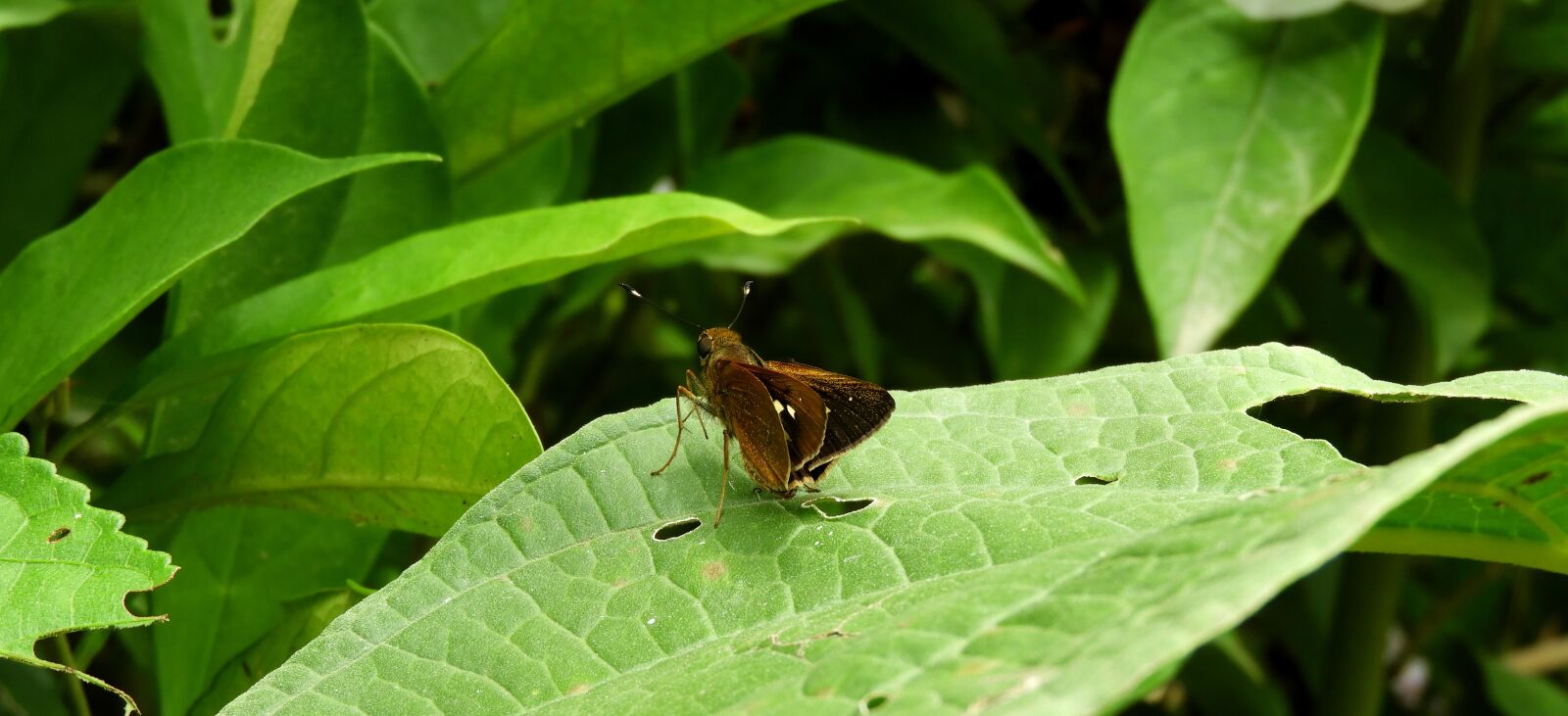Nikon Coolpix B700 sample photo. Insect, garden, butterfly photography